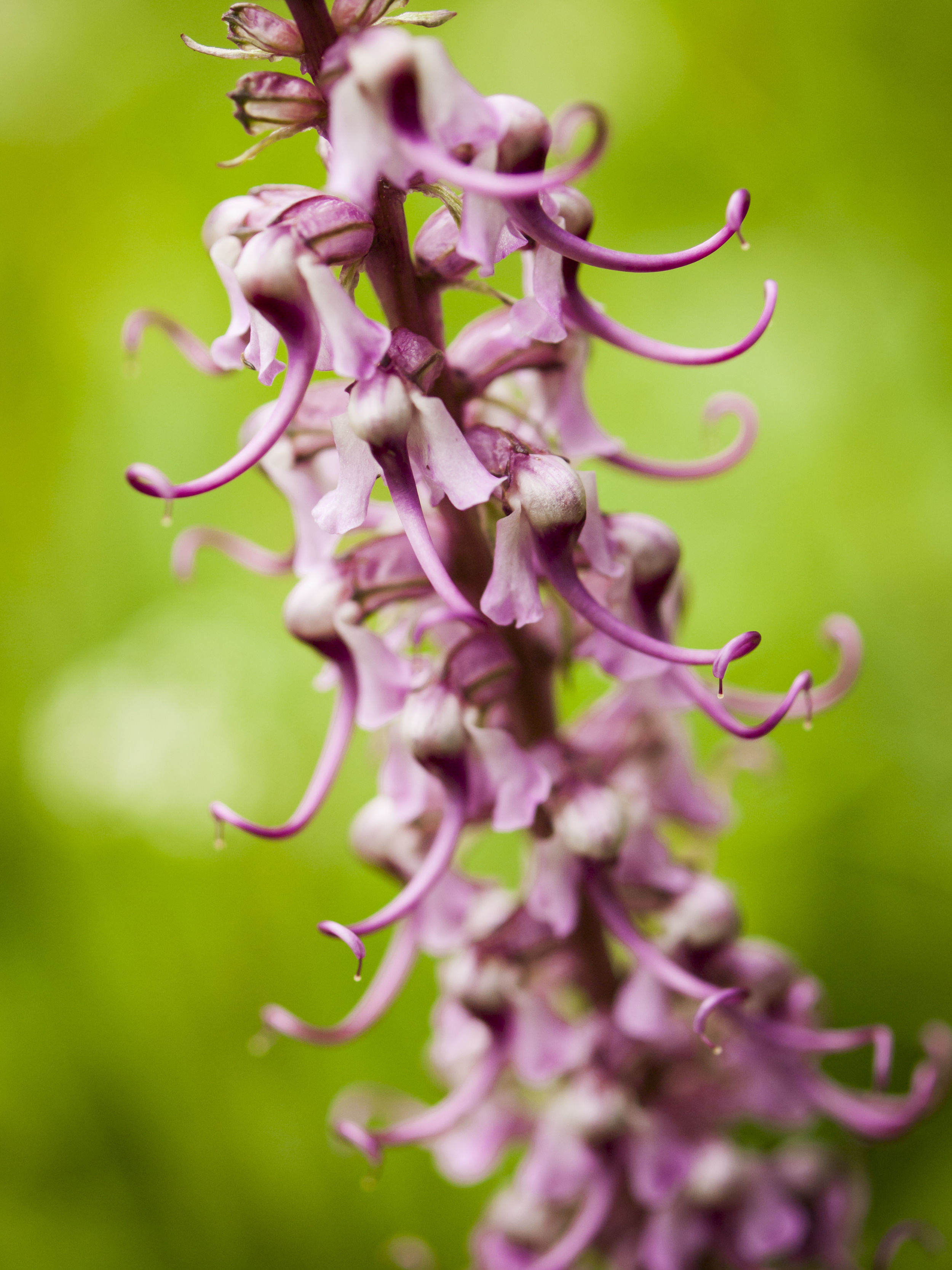 Pedicularis groenlandica (Elephanthead lousewort) (3).jpg