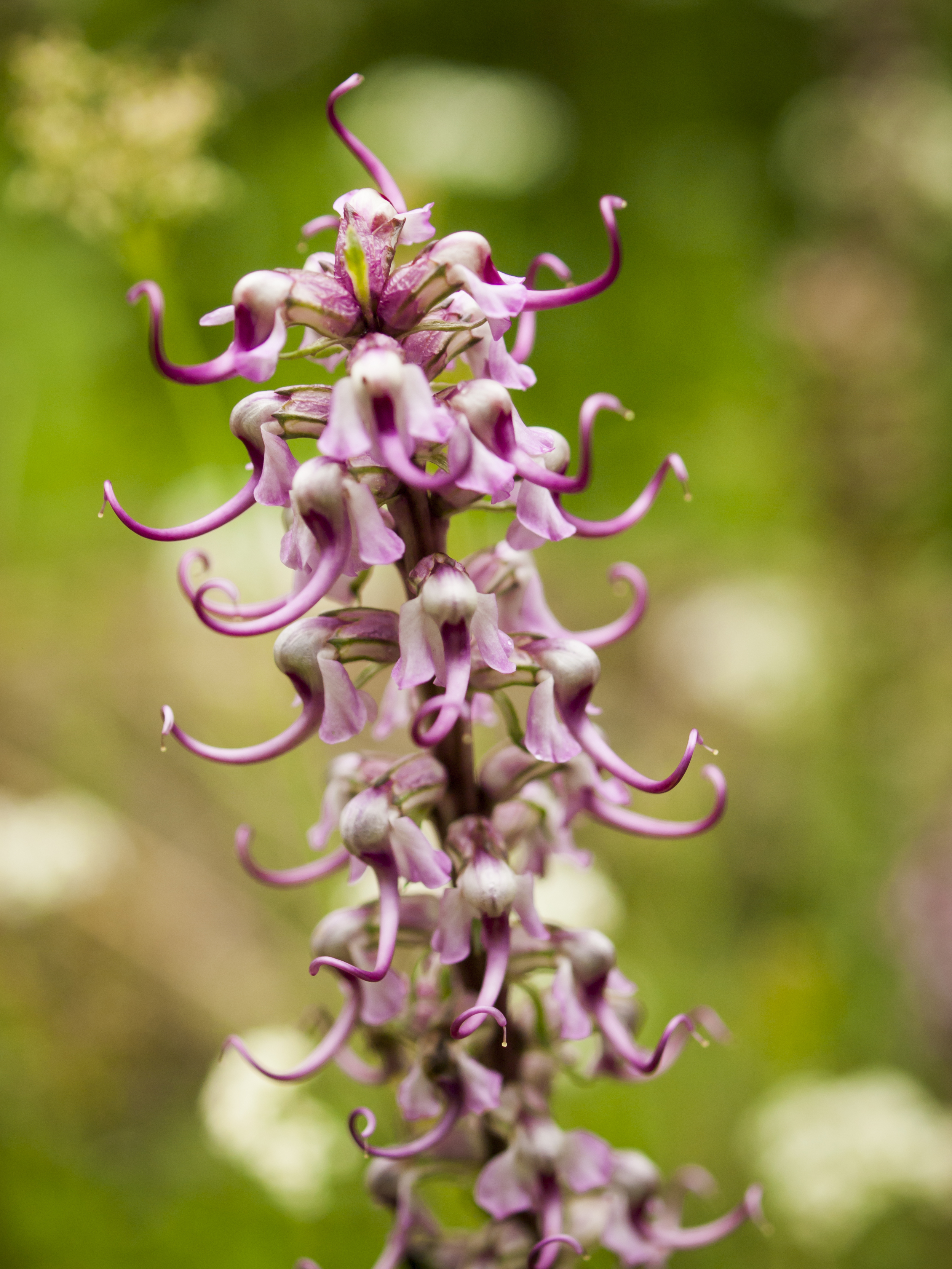 Pedicularis groenlandica (Elephanthead lousewort) (4).jpg