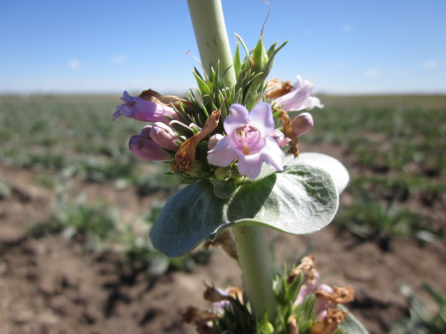 Penstemon acuminatus (Sharpleaf penstemon).JPG