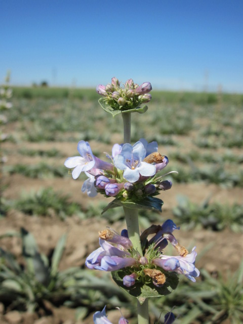 Penstemon acuminatus (Sharpleaf penstemon) (2).JPG