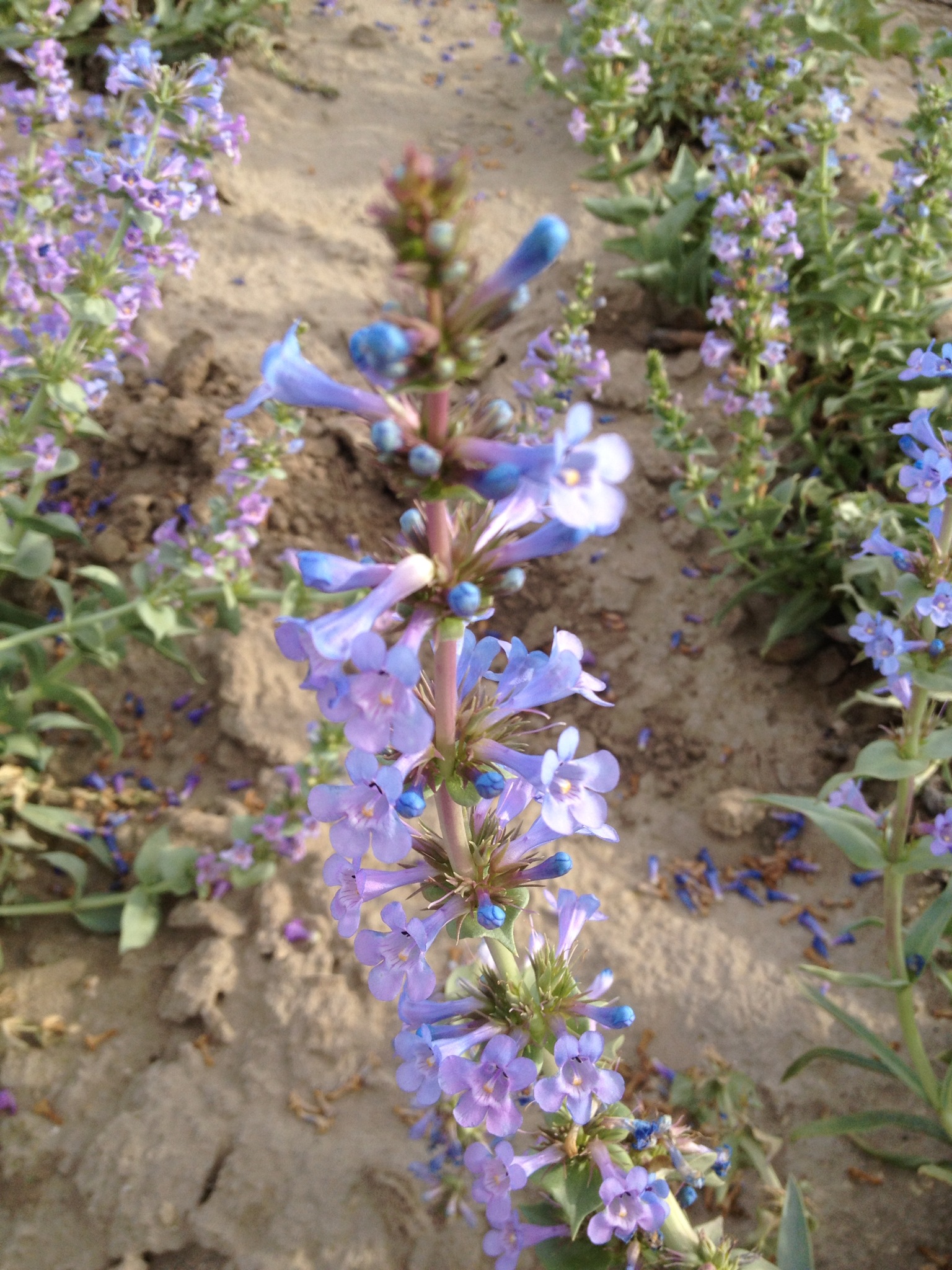 Penstemon acuminatus (Sharpleaf penstemon) (5).jpg