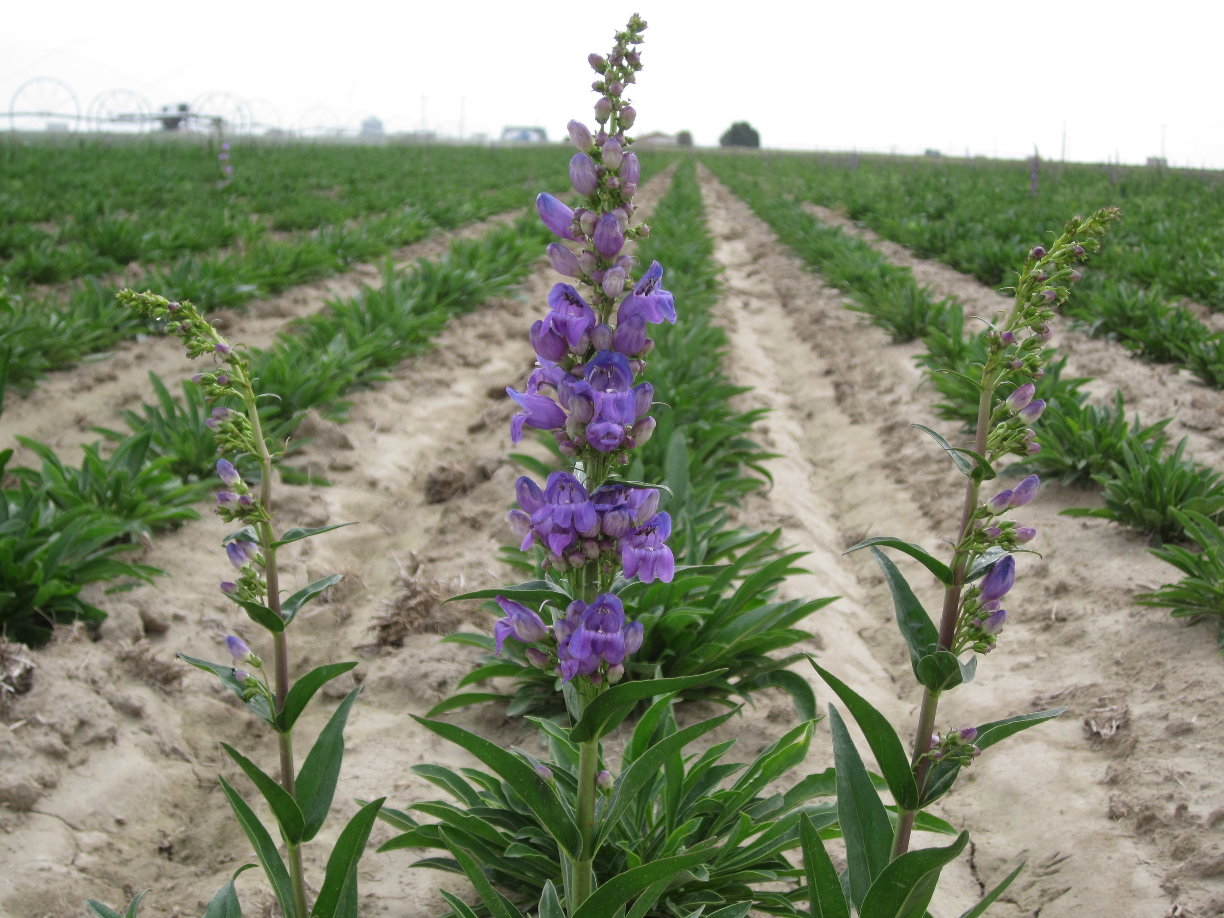 Penstemon strictus (Rocky Mountain penstemon).JPG