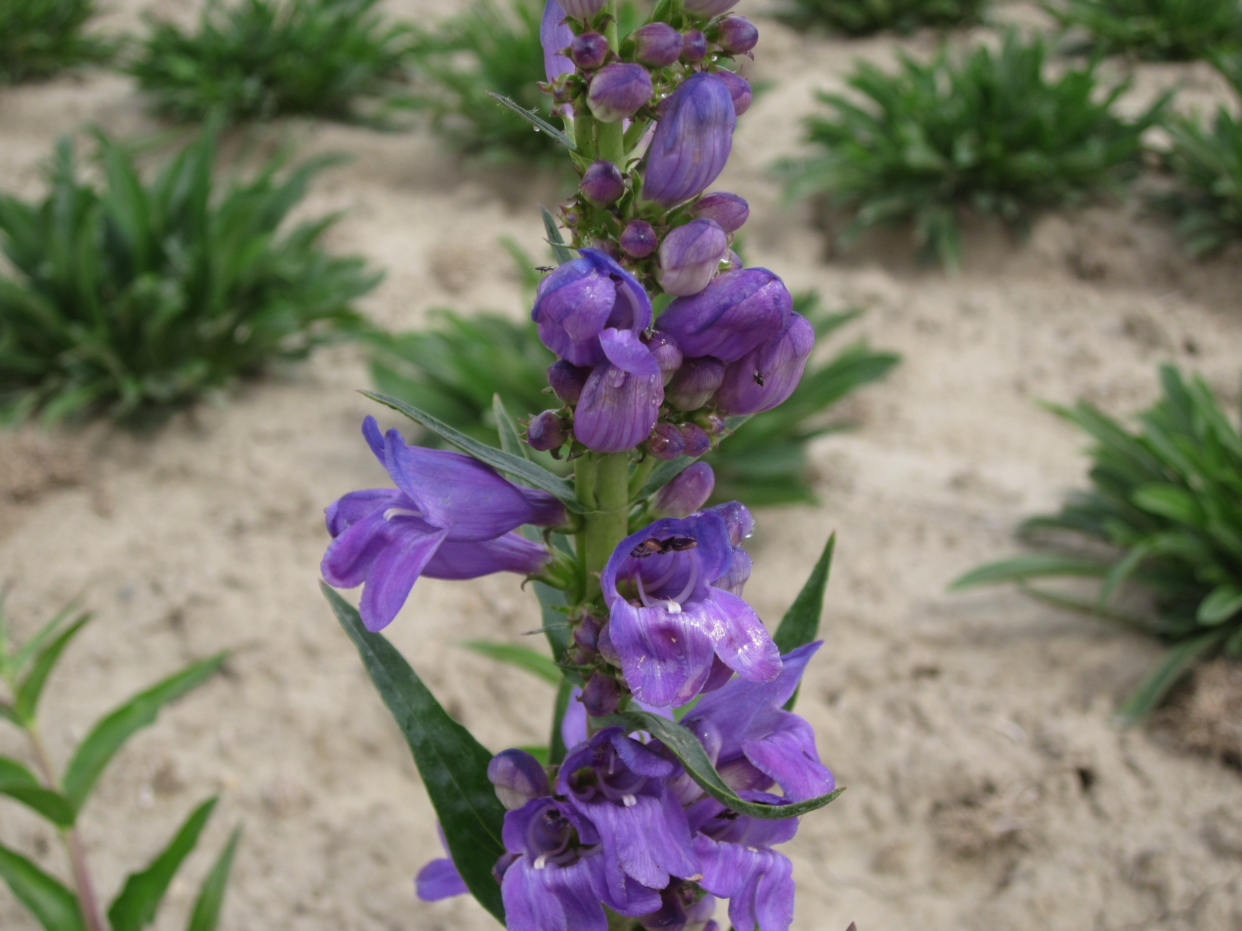 Penstemon strictus (Rocky Mountain penstemon) (2).JPG