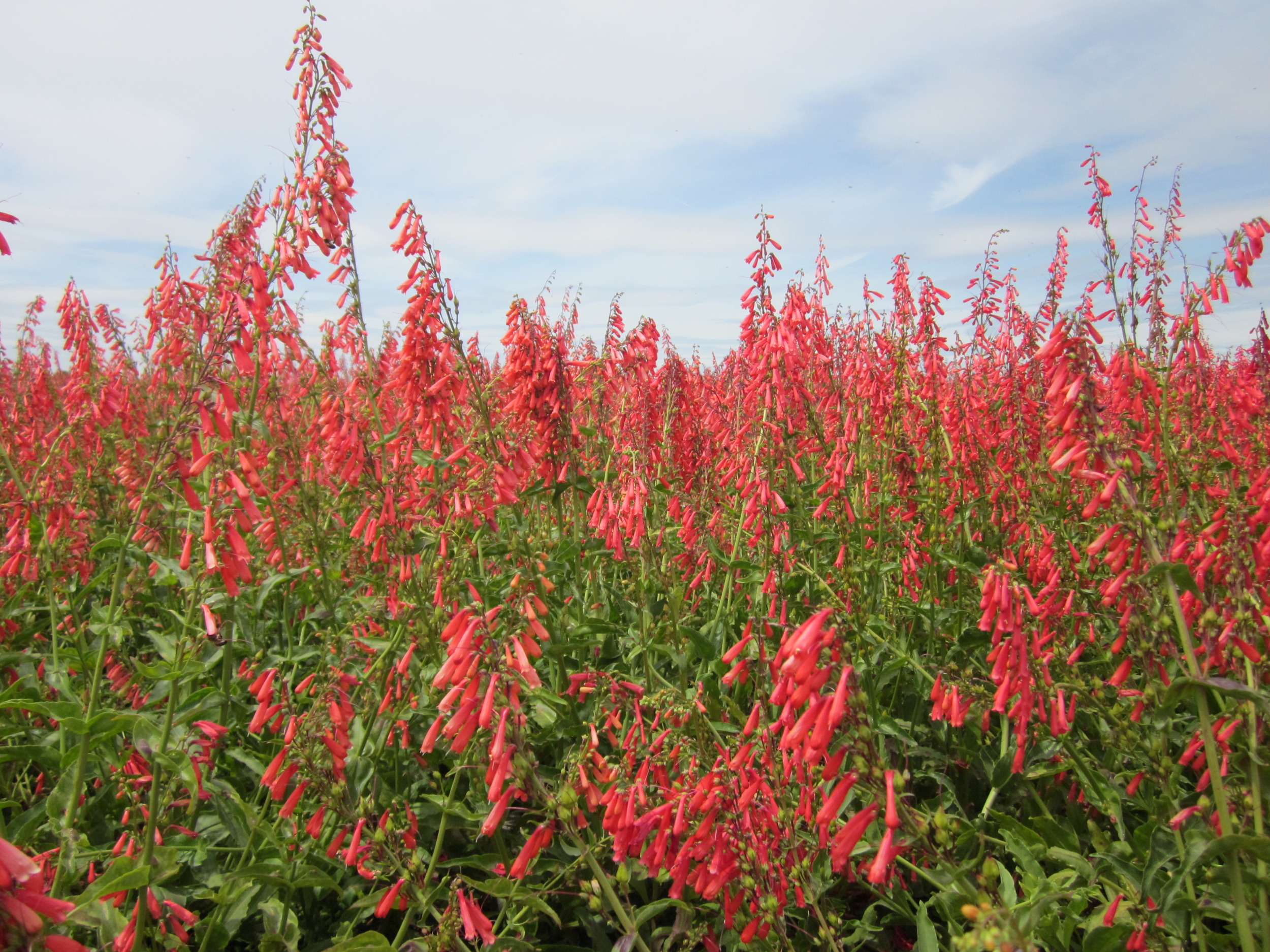 Richfield Penstemon eatonii (Firecracker penstemon) (2).JPG