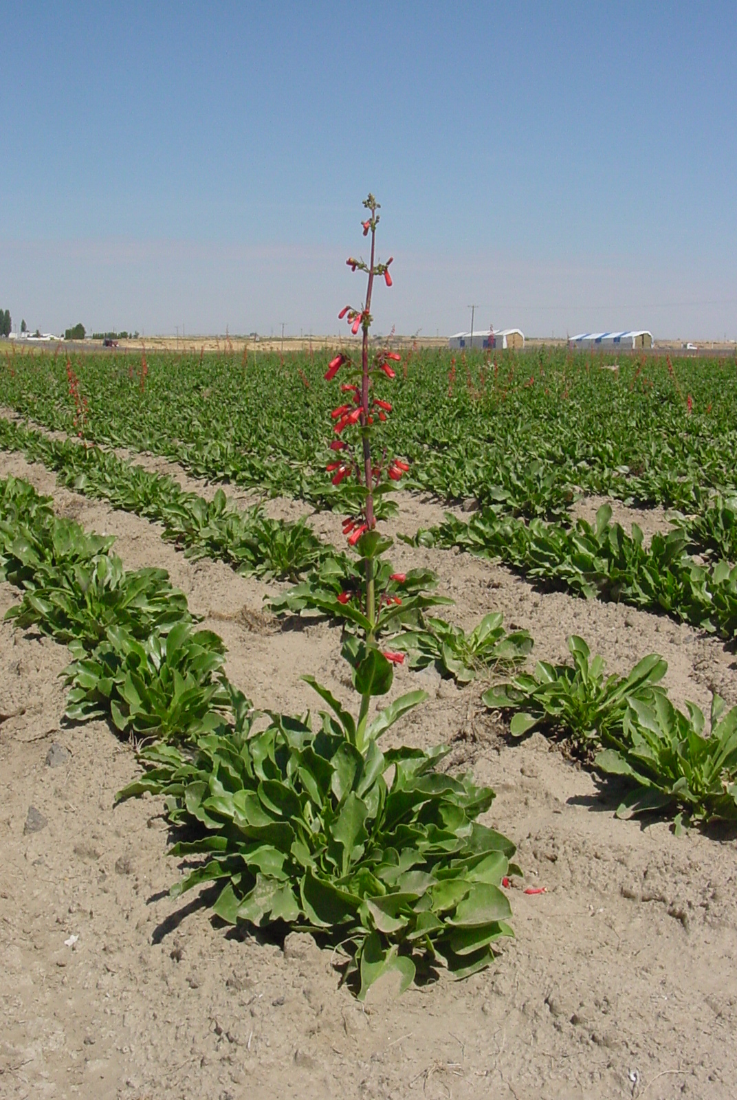 Richfield Penstemon eatonii (Firecracker penstemon) (3).JPG