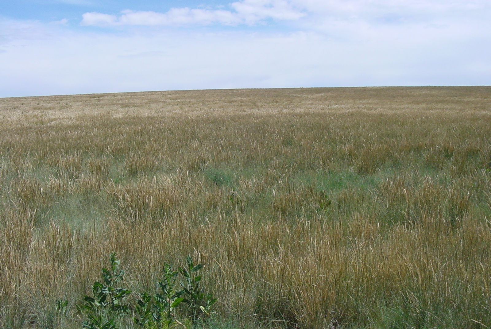 Sherman Poa secunda ssp ampla (Big bluegrass).JPG