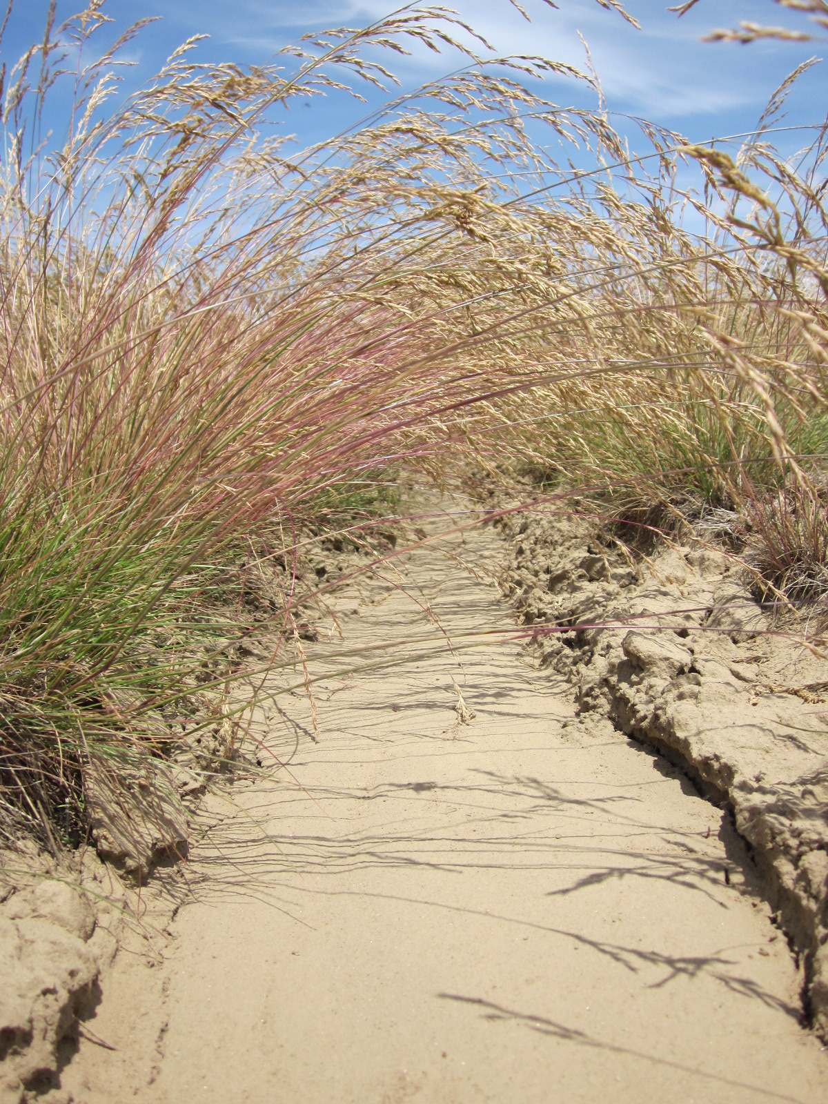 Boardman Poa secunda ssp sandbergii (Sandberg bluegrass).JPG