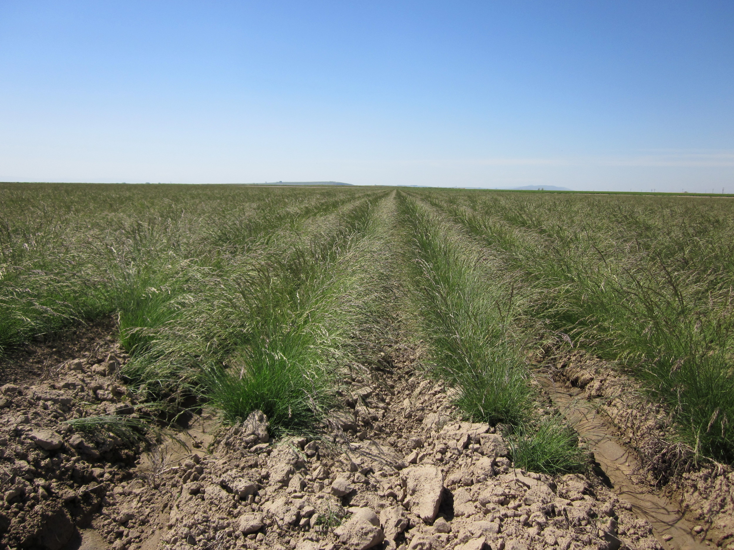 Hanford Poa secunda ssp sandbergii (Sandberg bluegrass).JPG