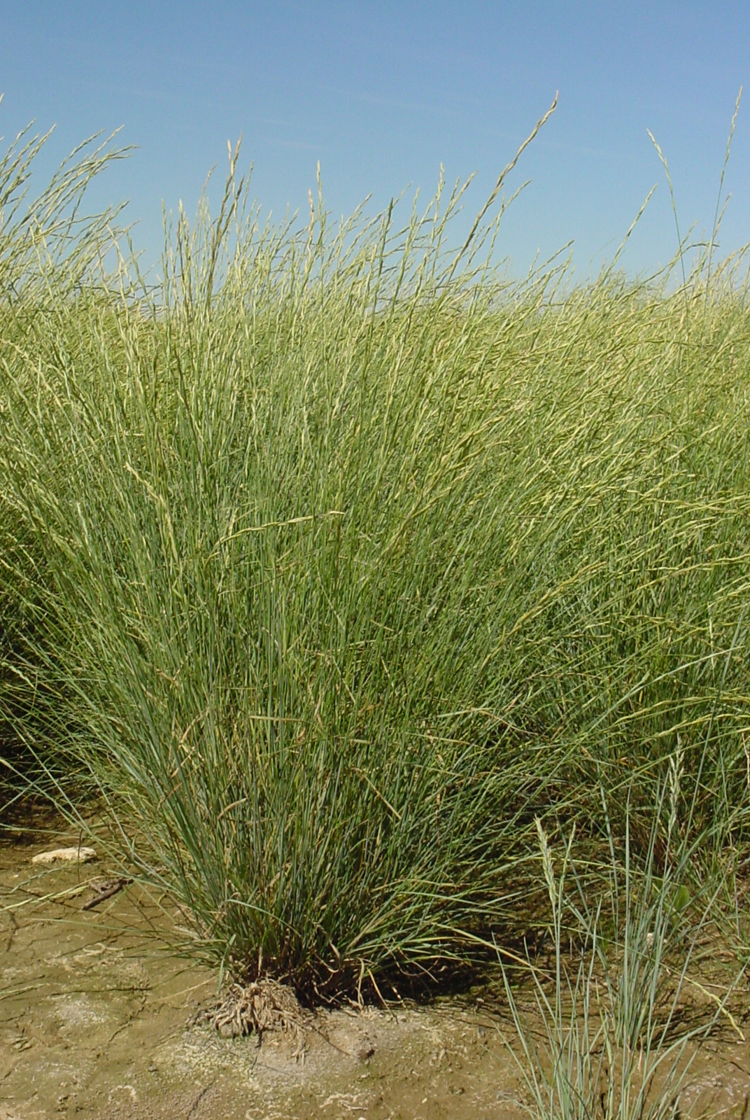 Whitmar Pseudoroegneria spicata ssp inermis (Beardless bluebunch wheatgrass) (2).JPG