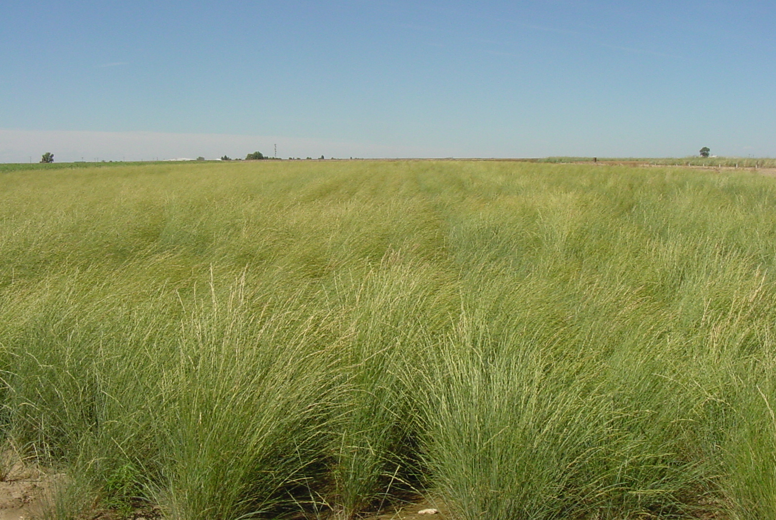 Whitmar Pseudoroegneria spicata ssp inermis (Beardless bluebunch wheatgrass) (3).JPG