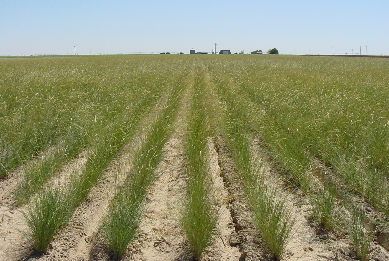 Whitmar Pseudoroegneria spicata ssp inermis (Beardless bluebunch wheatgrass).JPG