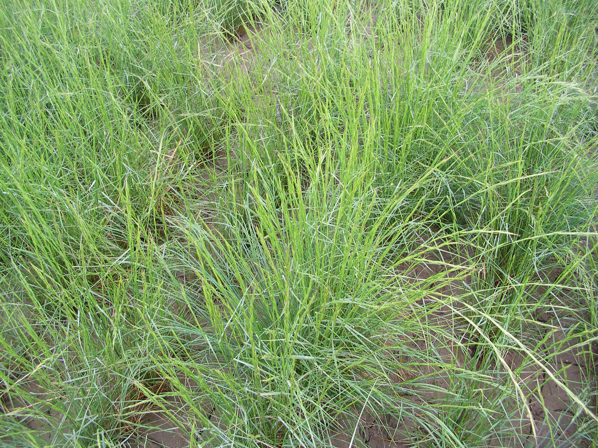 Pseudoroegneria spicata ssp spicata (Bluebunch wheatgrass).JPG