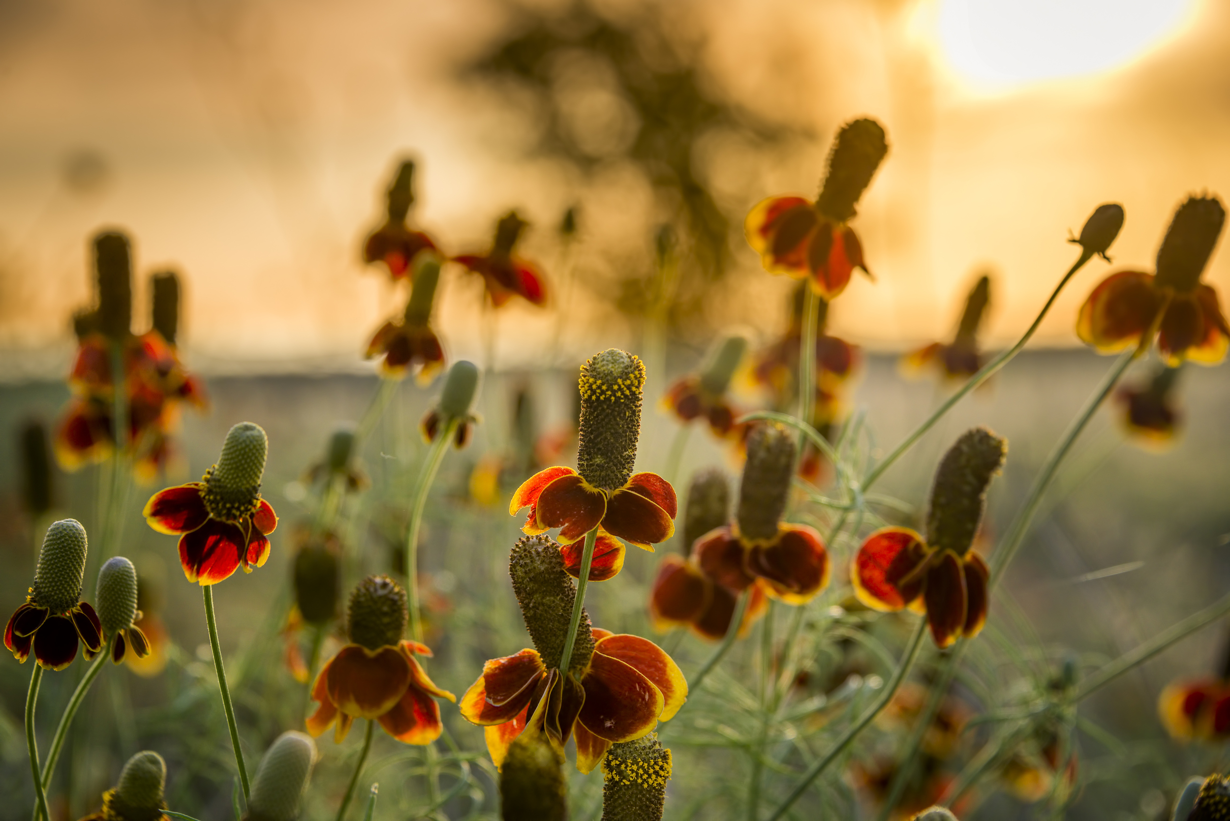 Ratibida columnifera forma pulcherrima (Red Mexican hat).jpg