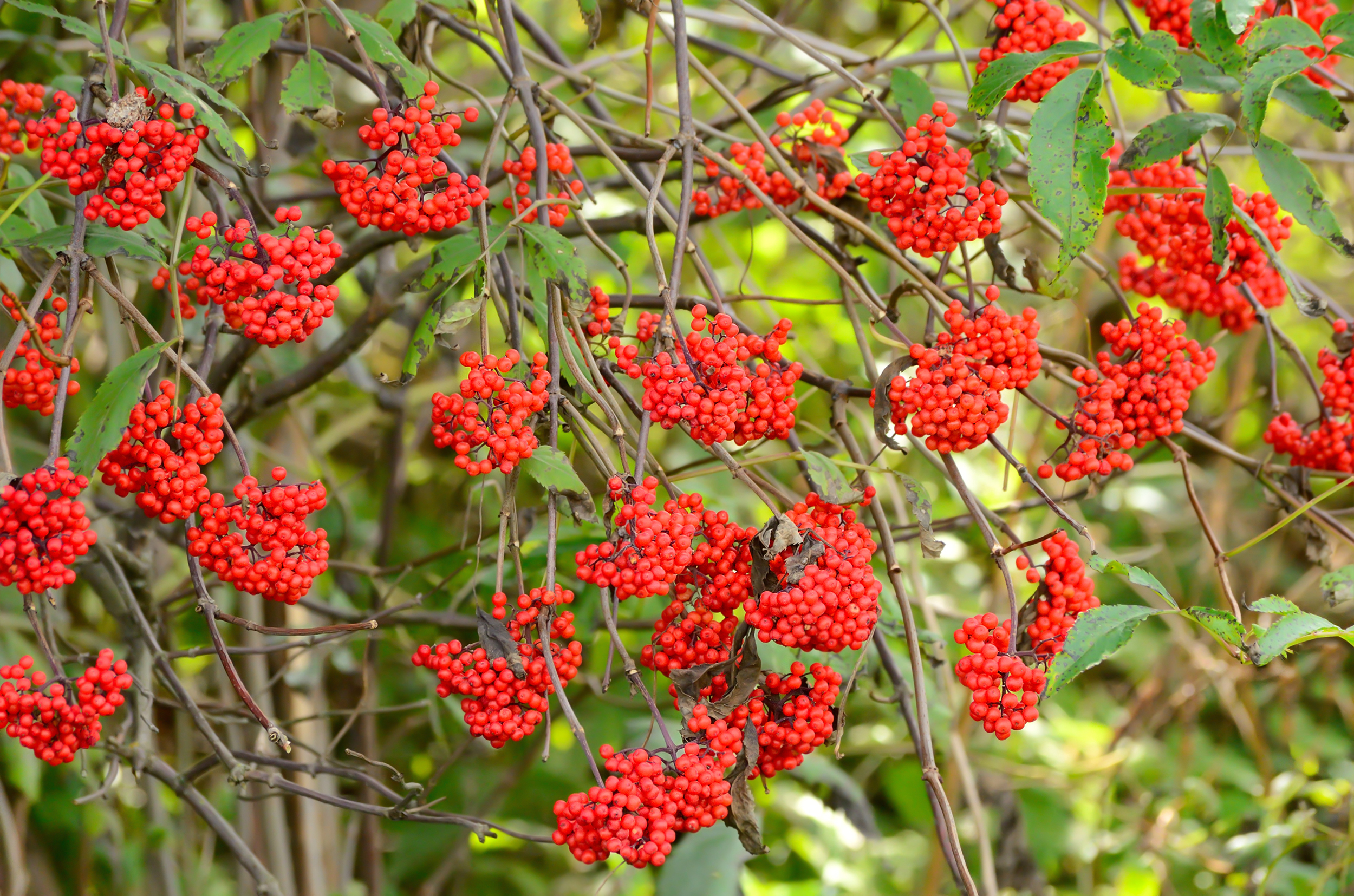 Sambucus racemosa (Red elderberry) (3).jpg