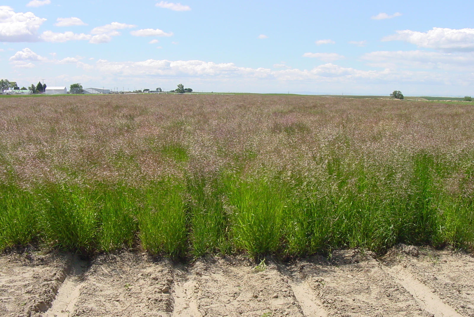 Manchar Bromus inermis (Smooth brome).JPG