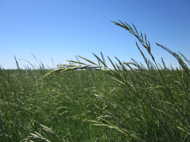 Rosana Pascopyrum smithii (Western wheatgrass).JPG