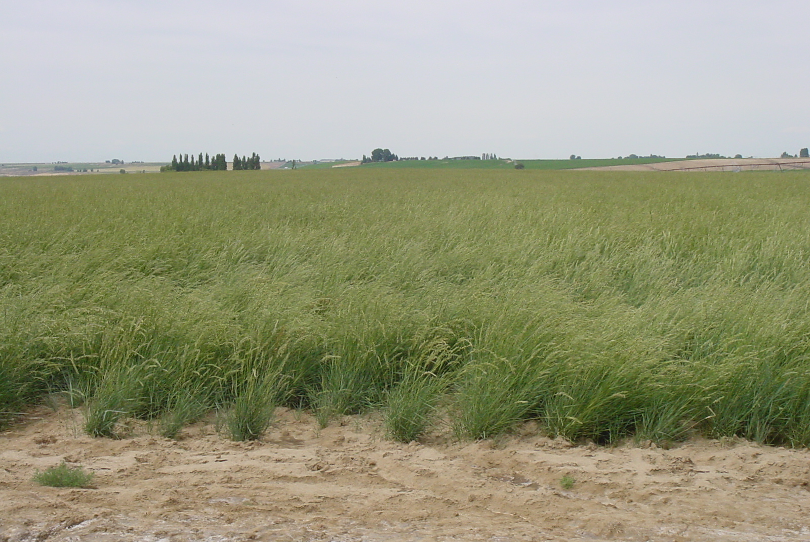 Arriba Pascopyrum smithii (Western wheatgrass).JPG