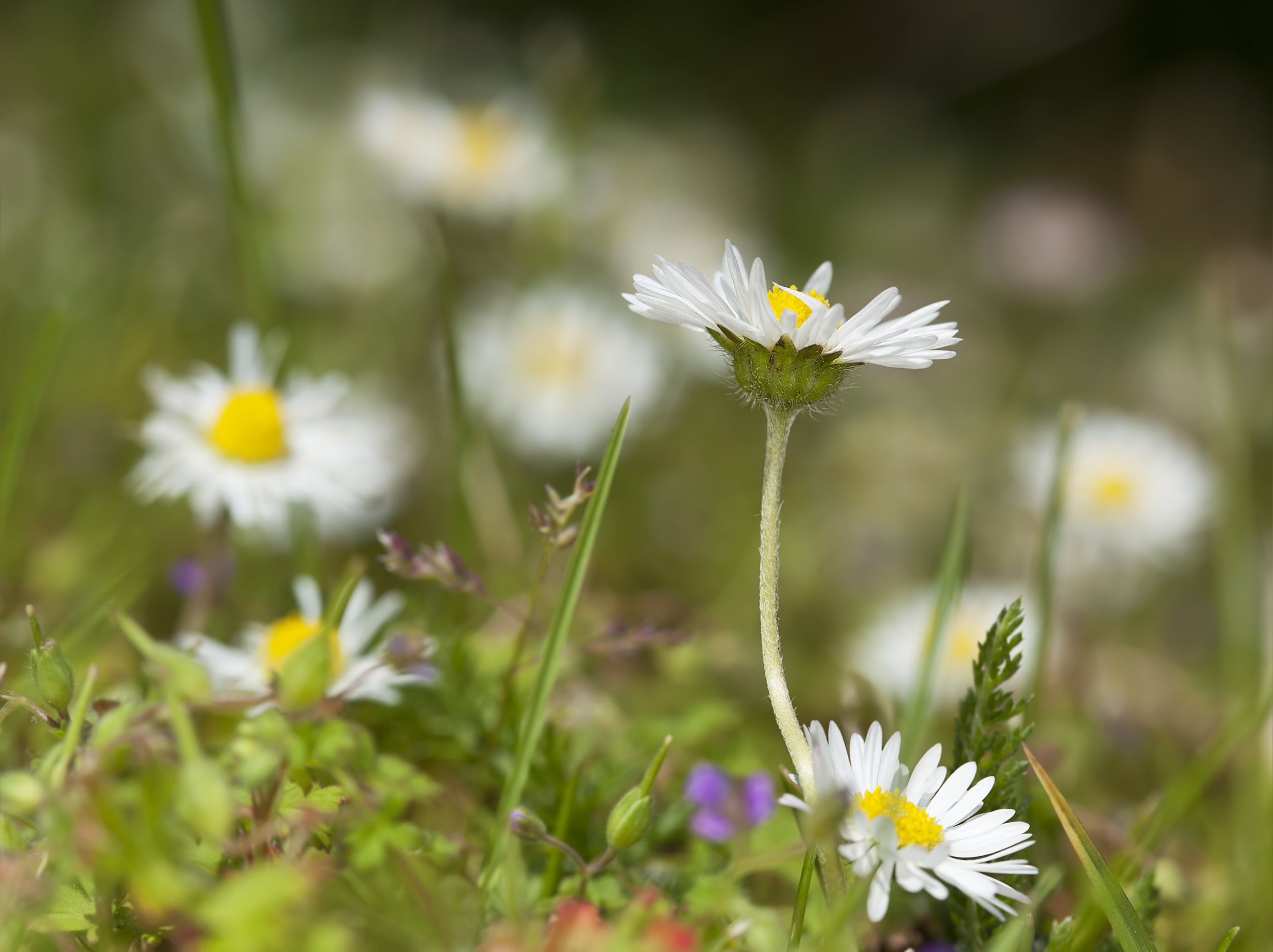 English (or Lawn) daisy (Bellis perennis) (4).jpg