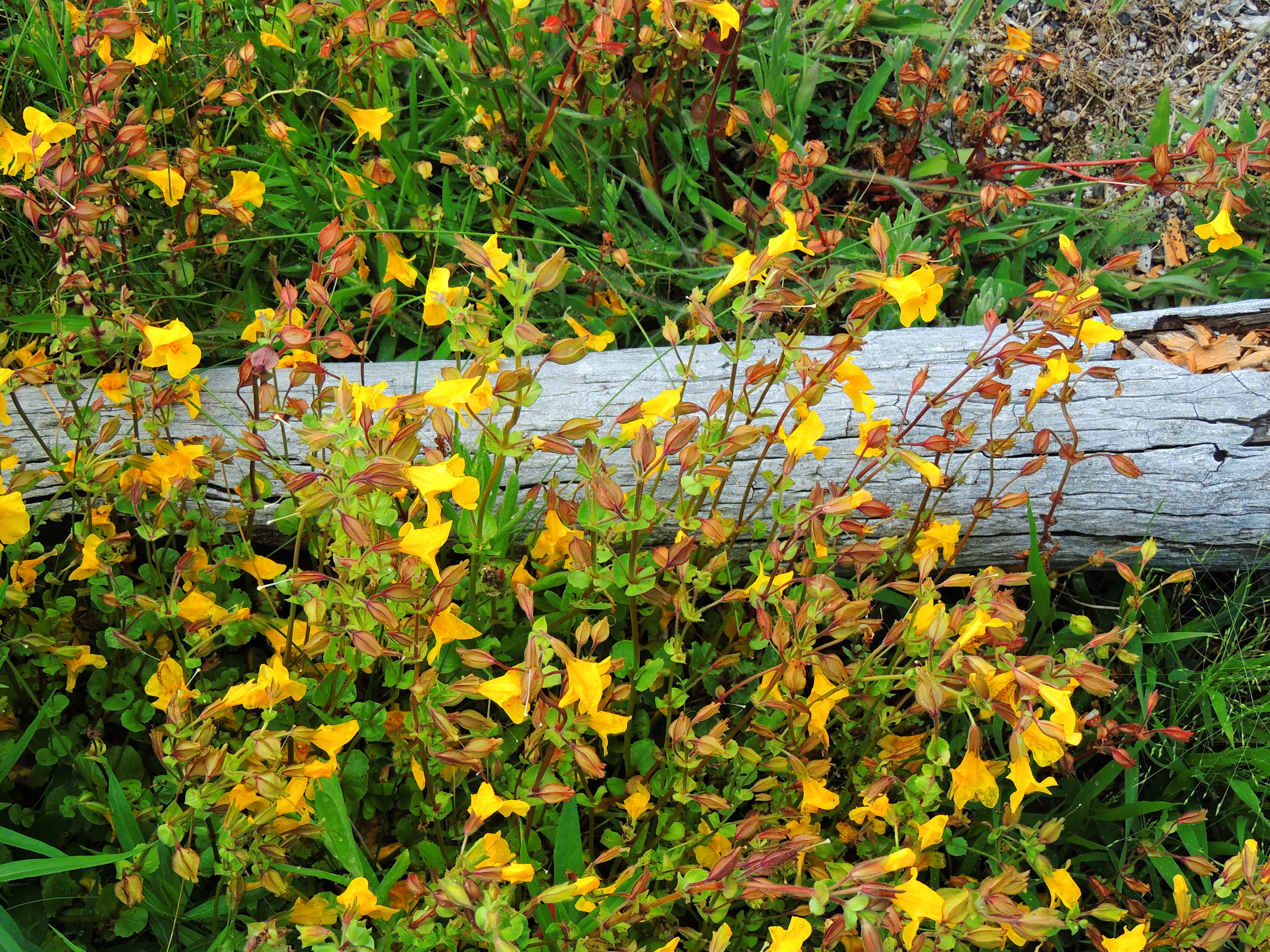 Mimulus guttatus (Seep monkeyflower) (2).jpg