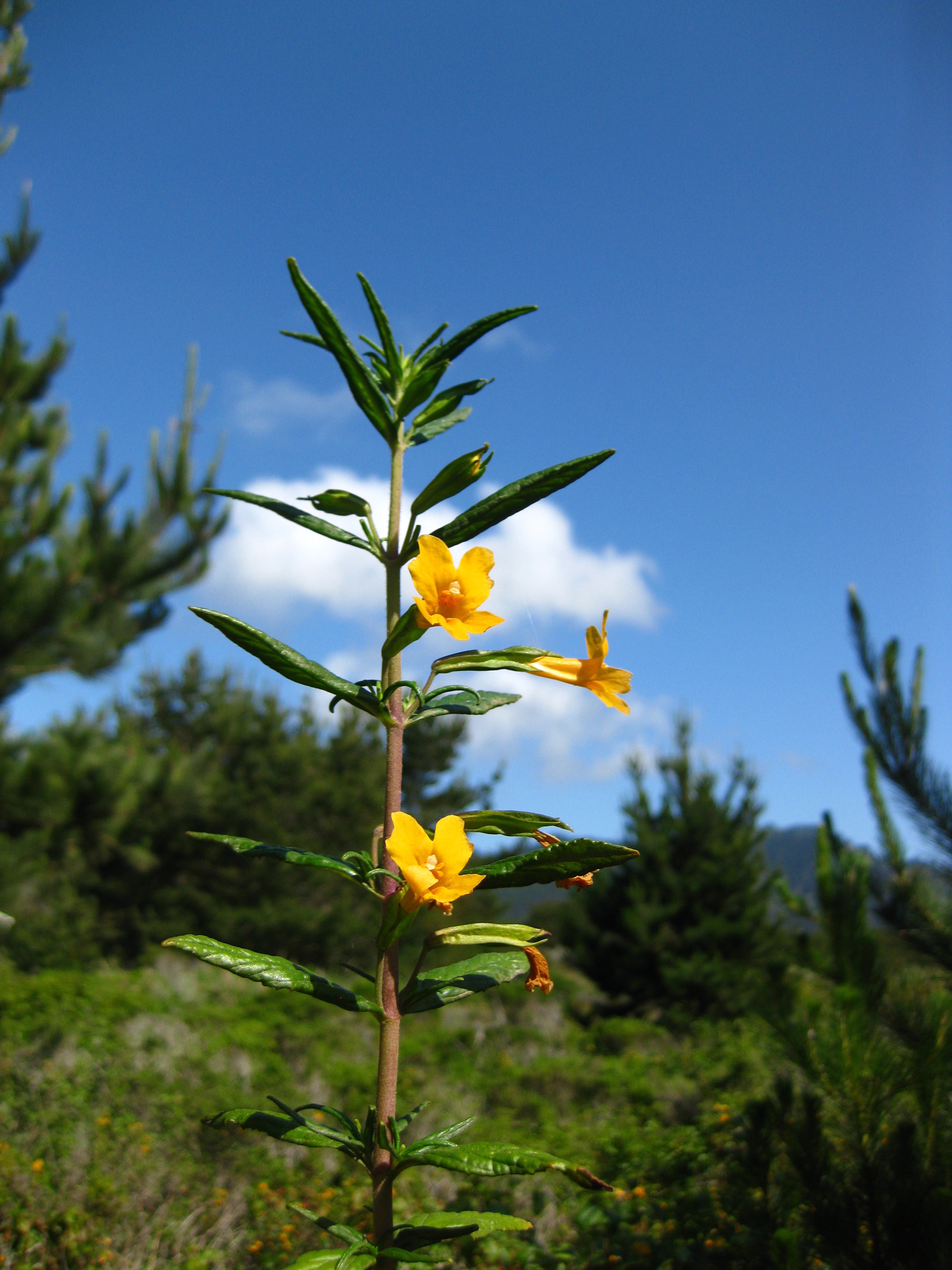 Mimulus guttatus (Seep monkeyflower) (3).jpg