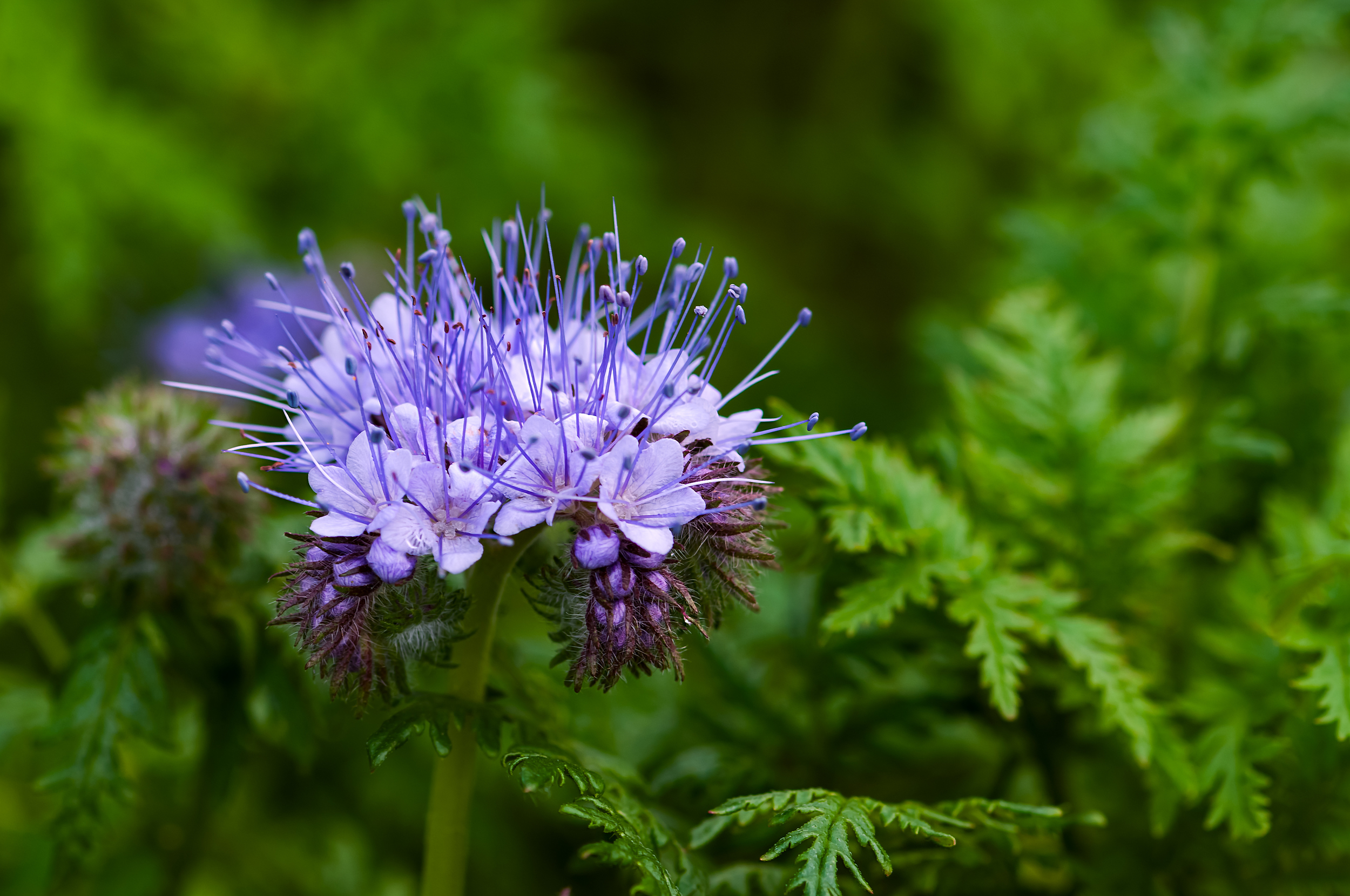 Phacelia tanacetifolia (Lacy phacelia) (2).jpg