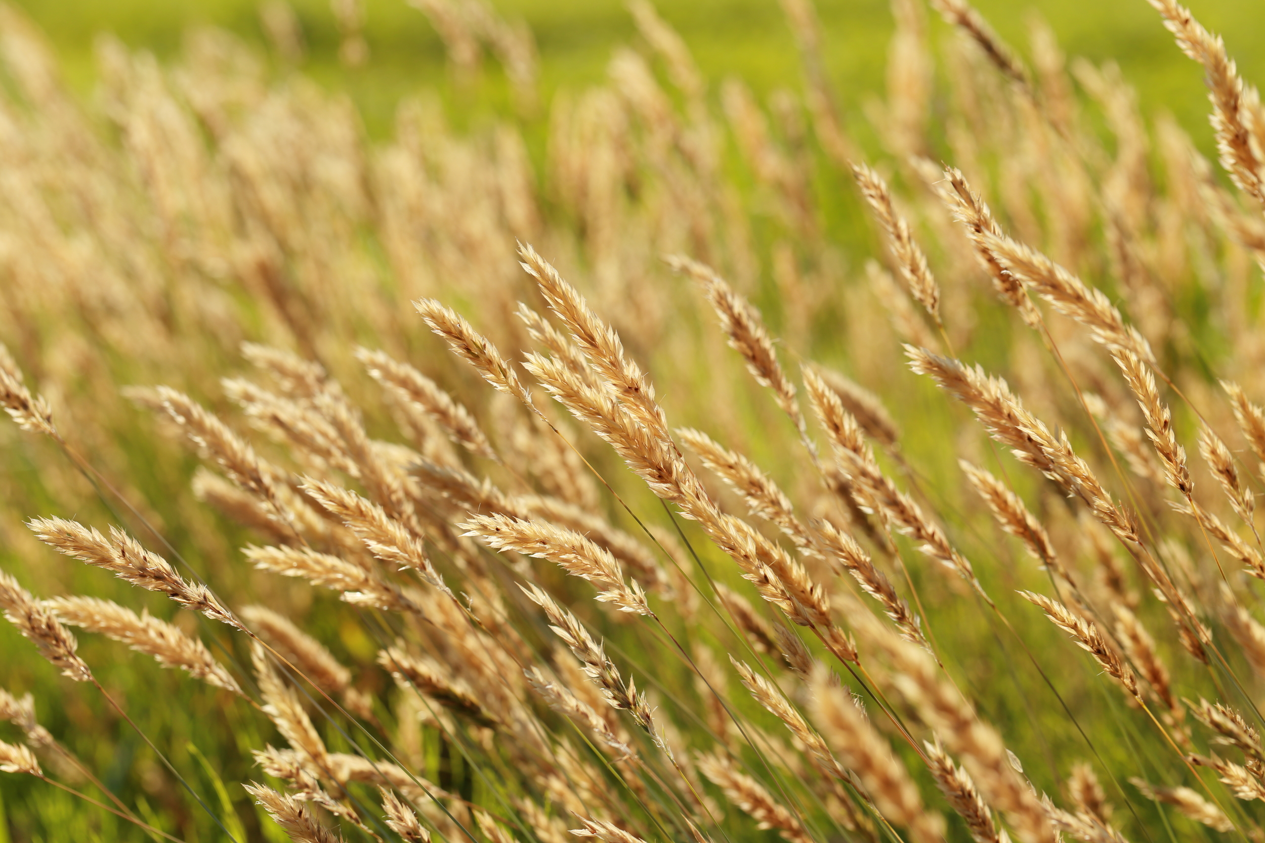 Phalaris arundinacea (Reed canarygrass) (2).jpg