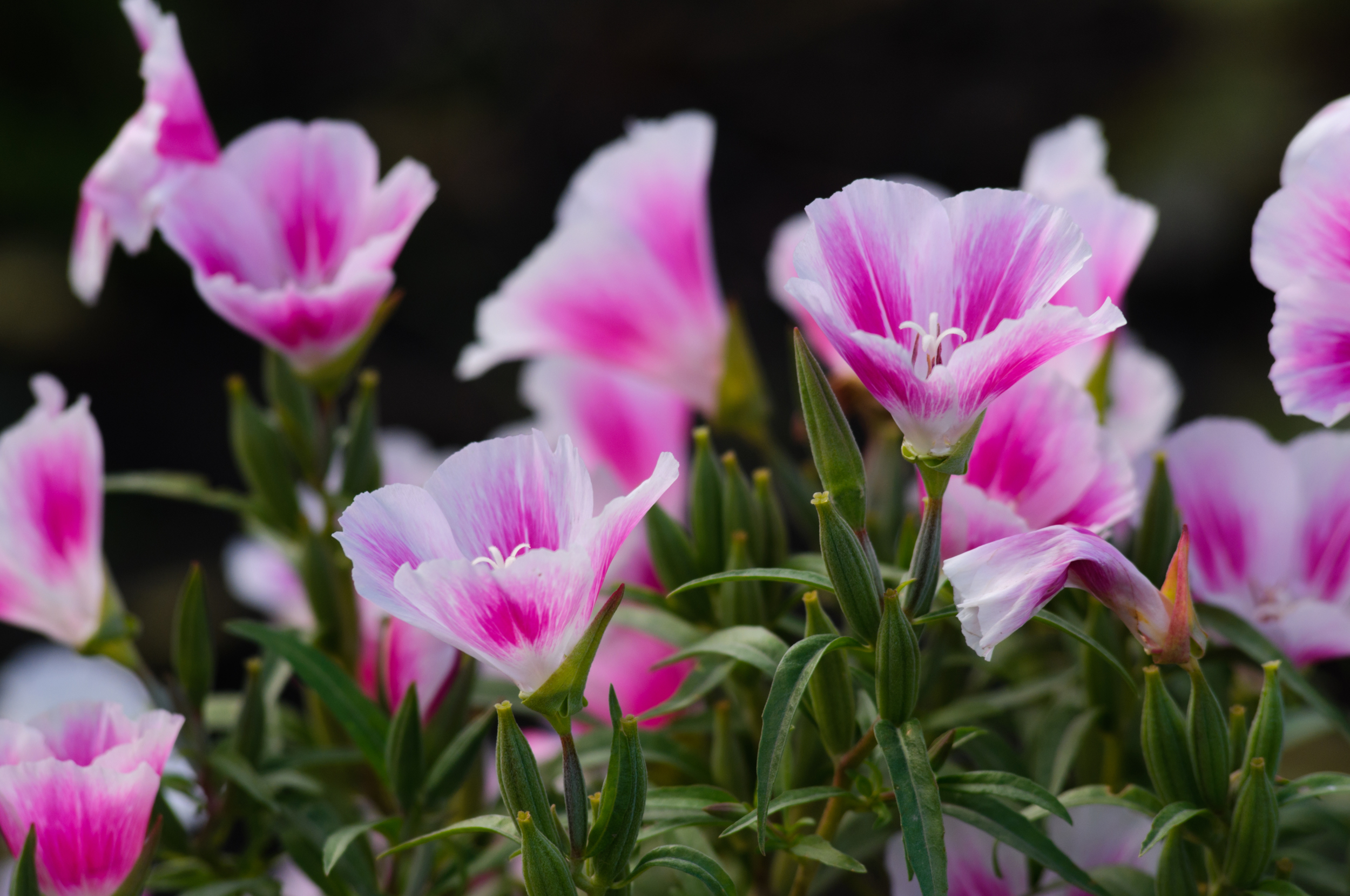 Farewell-to-spring (Clarkia amoena) (2).jpg