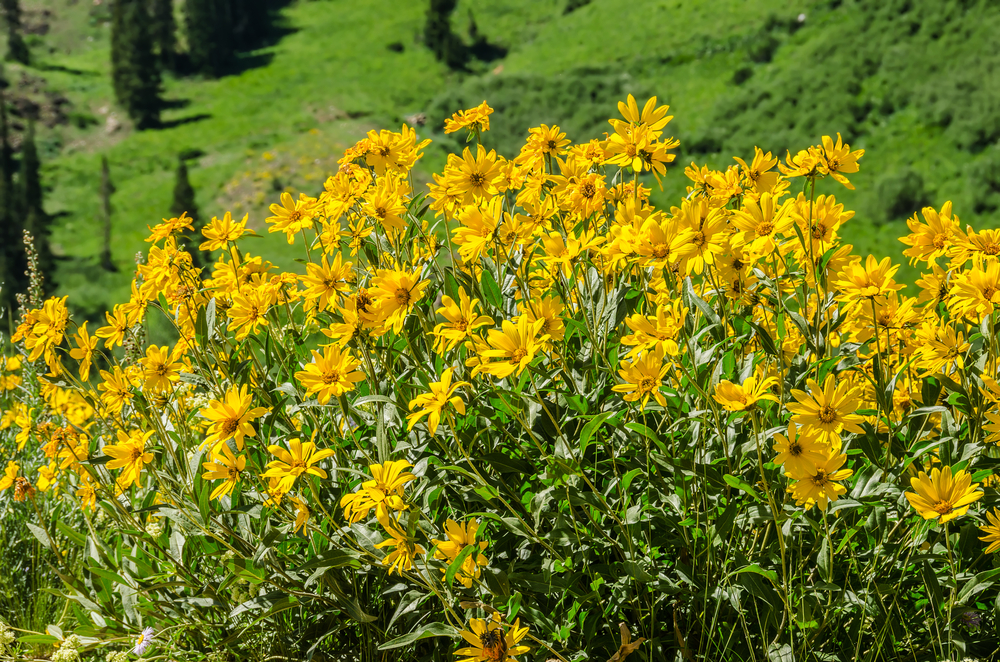 Oneflowered heliathela (Helianthela uniflora).jpg