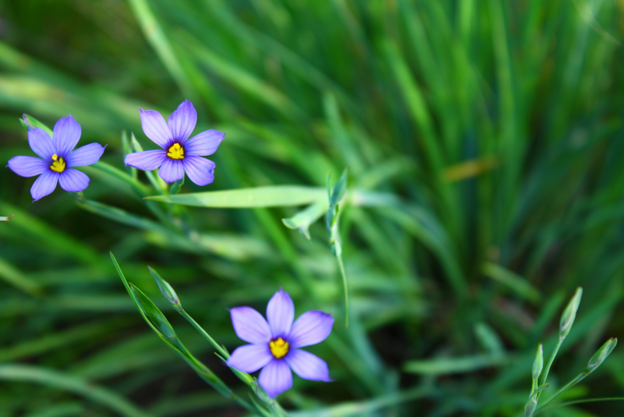 Blue-eyed grass (Sisyrinchium bellum).jpg