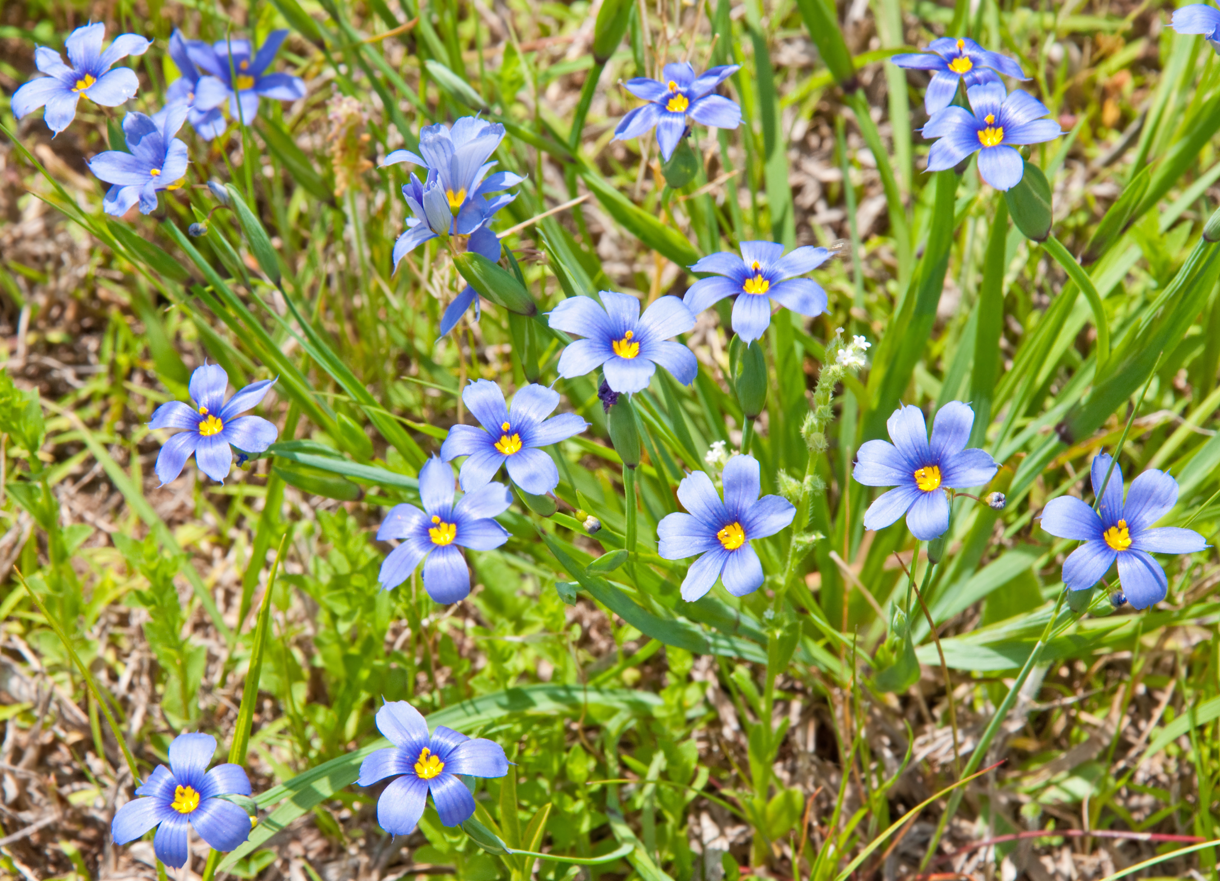 Blue-eyed grass (Sisyrinchium bellum) (3).jpg