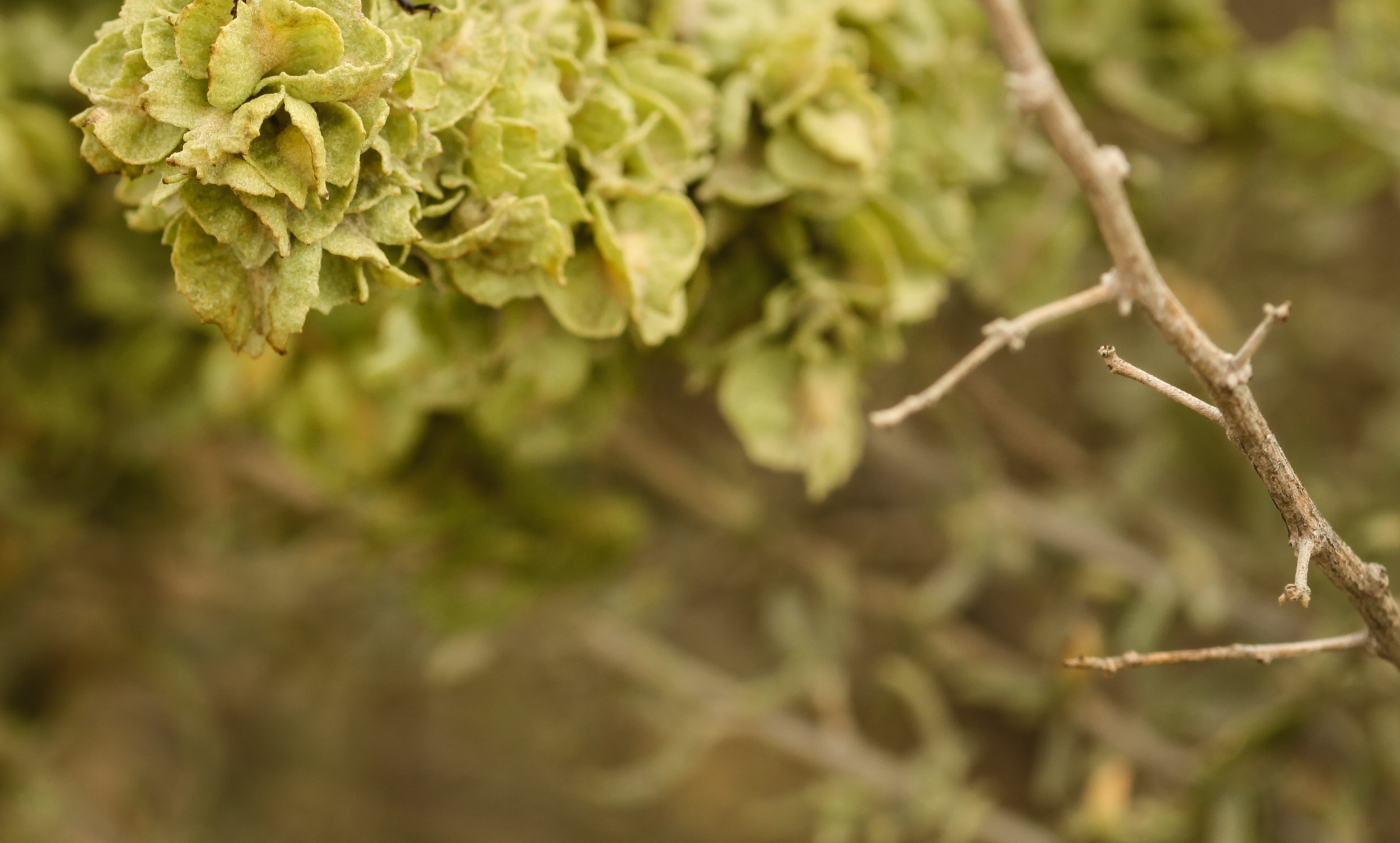 Atriplex canescens (Fourwing saltbush).jpg