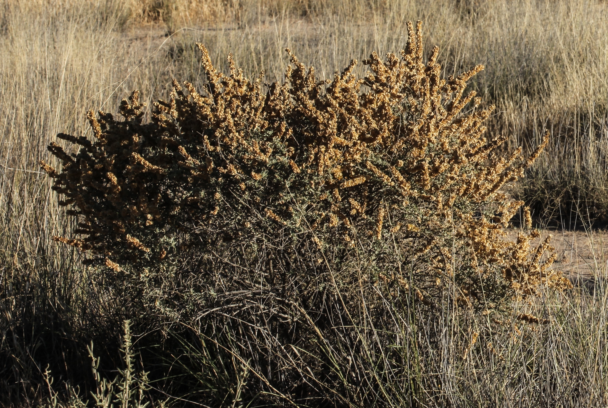 Atriplex canescens (Fourwing saltbush) Uncropped (2).jpg