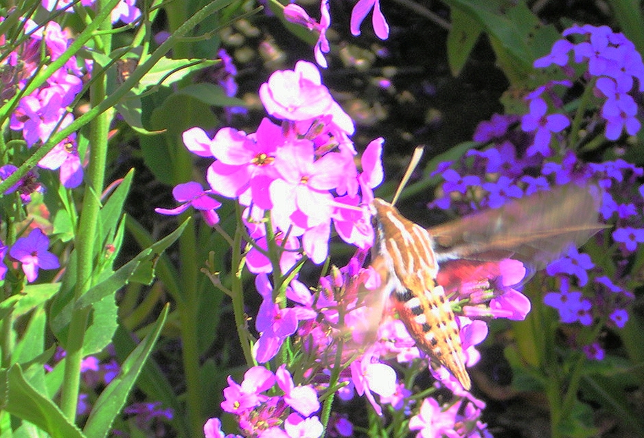 Hesperis matronalis (Dame’s rocket) (3).jpg