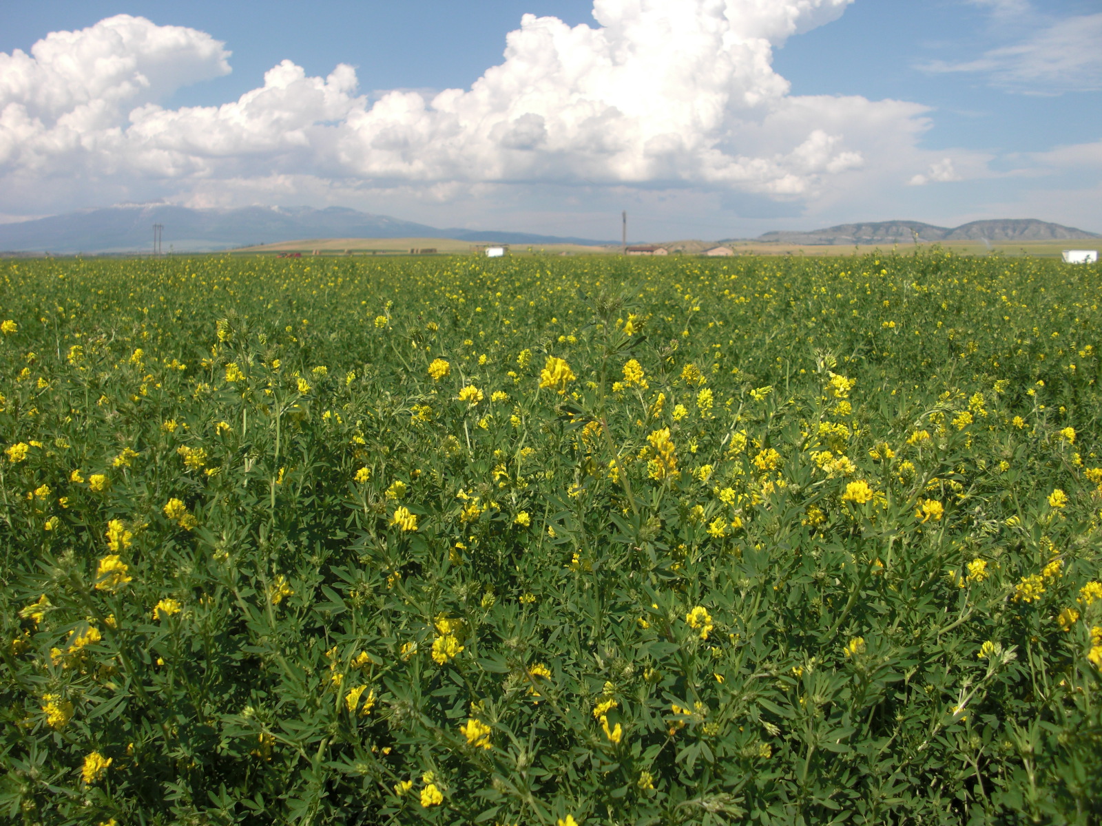 Don falcata alfalfa seed production field