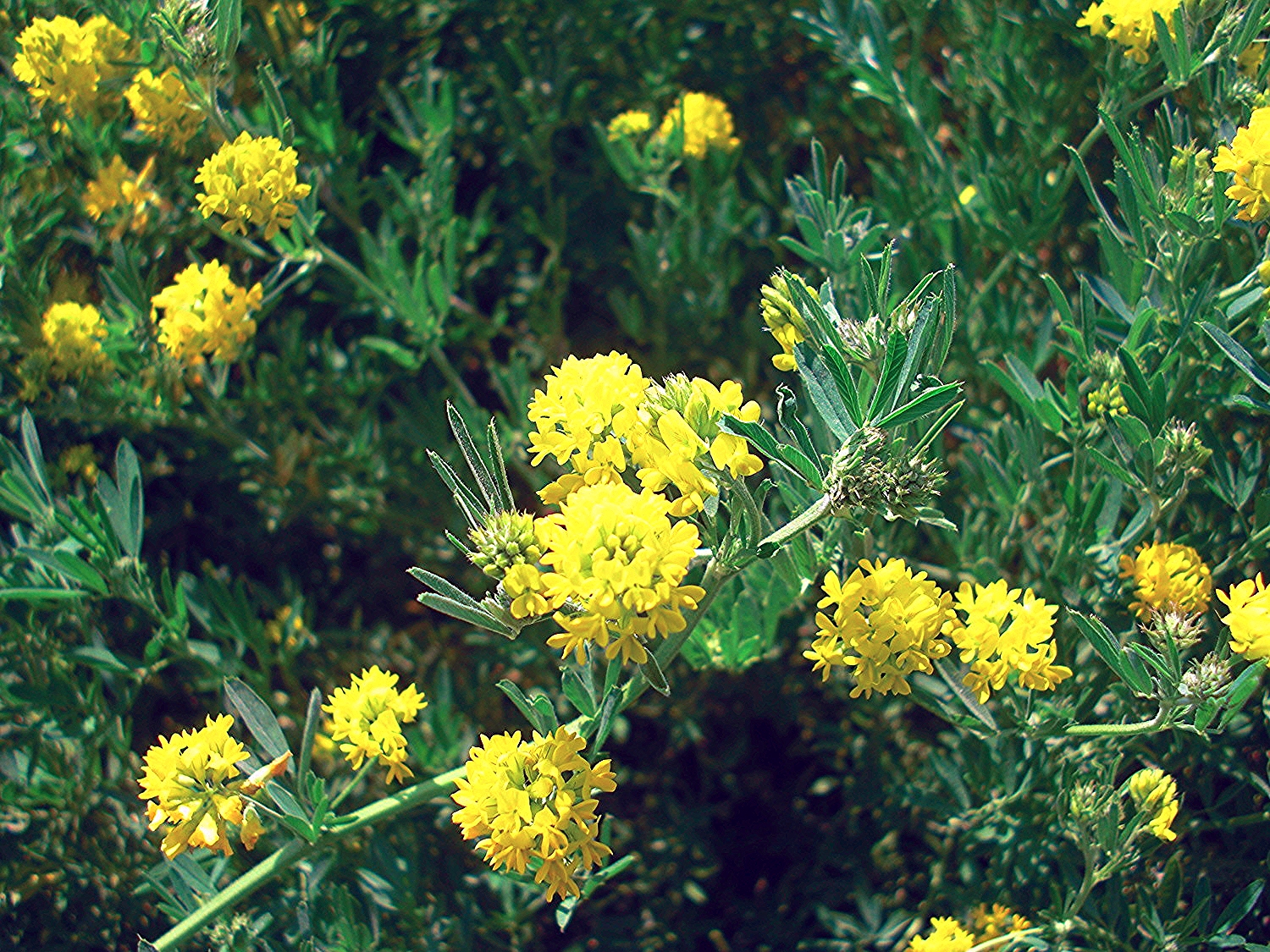 Don Falcata flower closeup.jpg