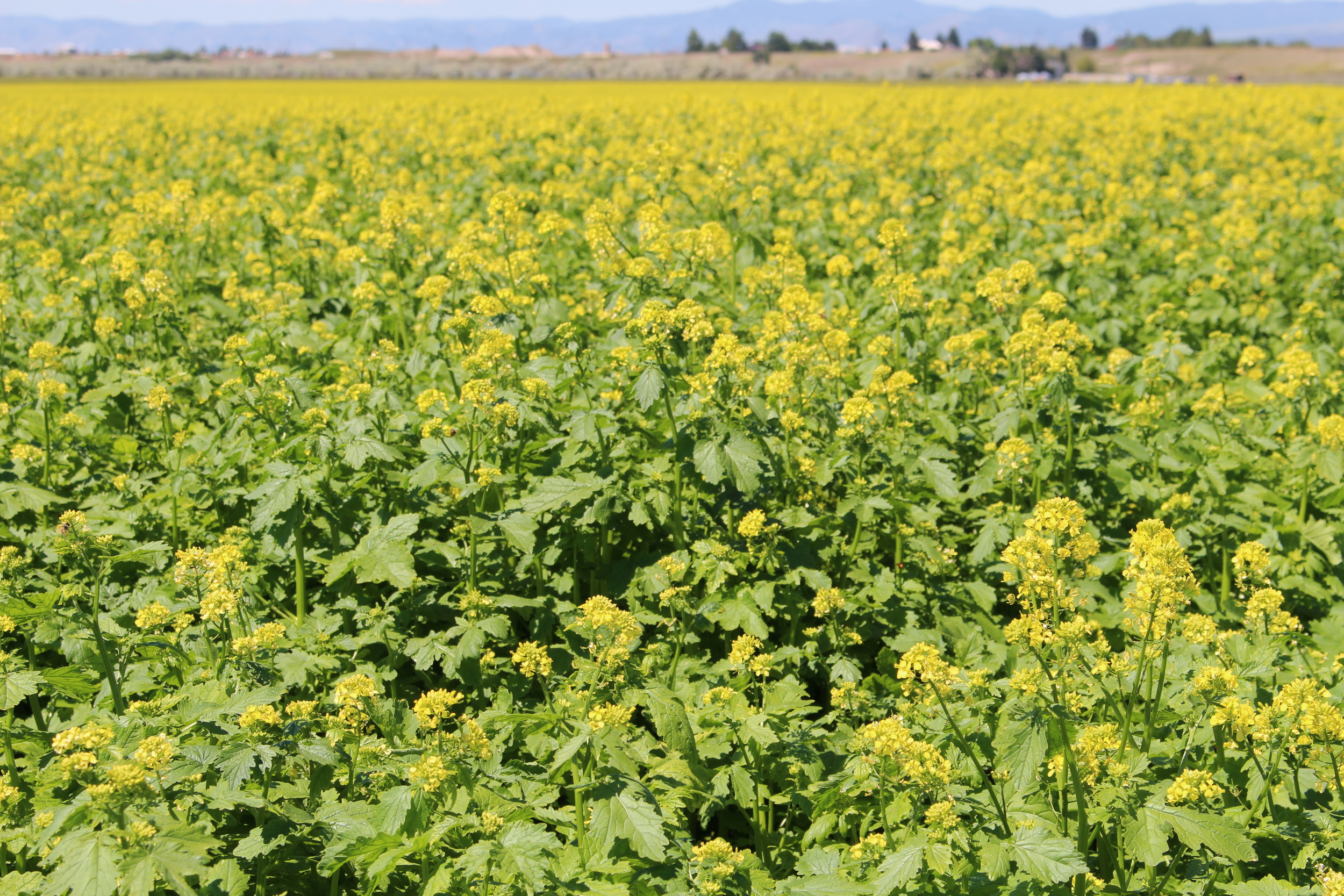 'Martigena' White mustard field