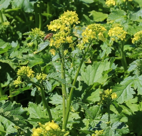 'Martigena' White mustard with bee