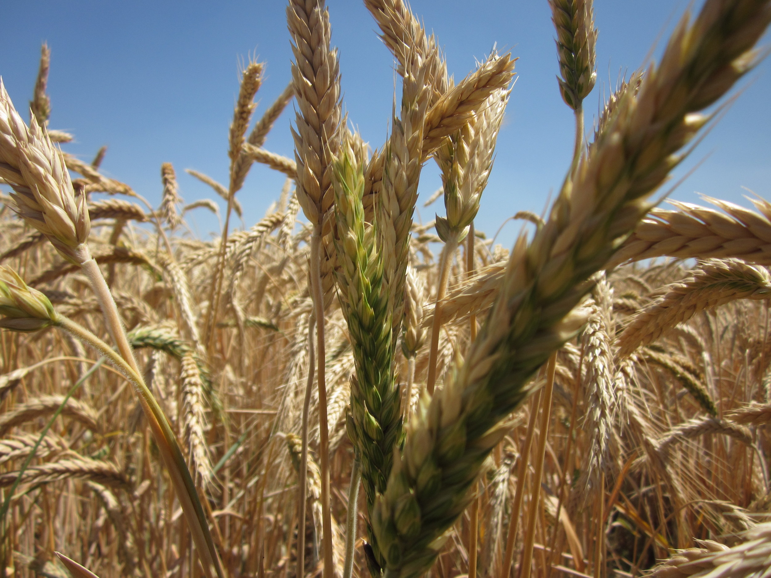 QuickGuard Production Field (Pre-Harvest).JPG