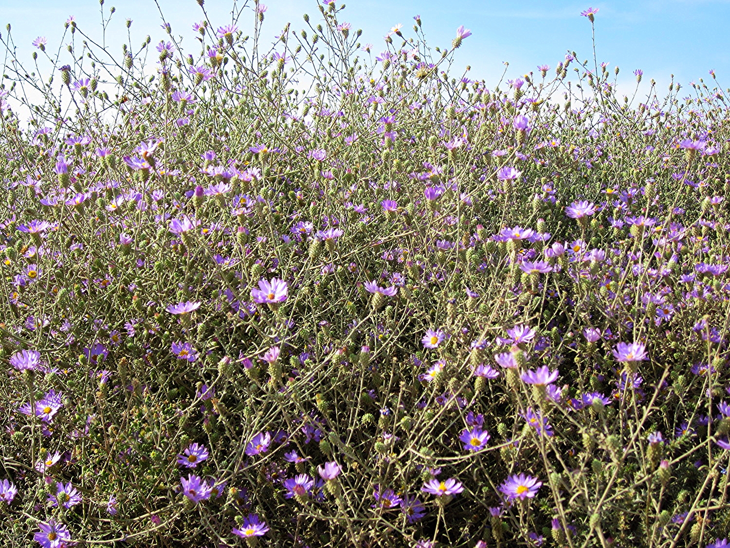 Hoary tansaster plant.JPG