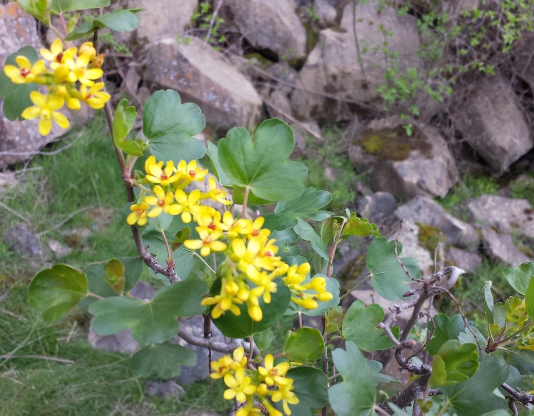 Golden currant (Ribes aureum) Palouse Falls 3.jpg