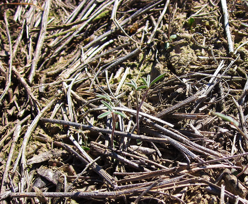 Basalt milkvetch seedling.JPG