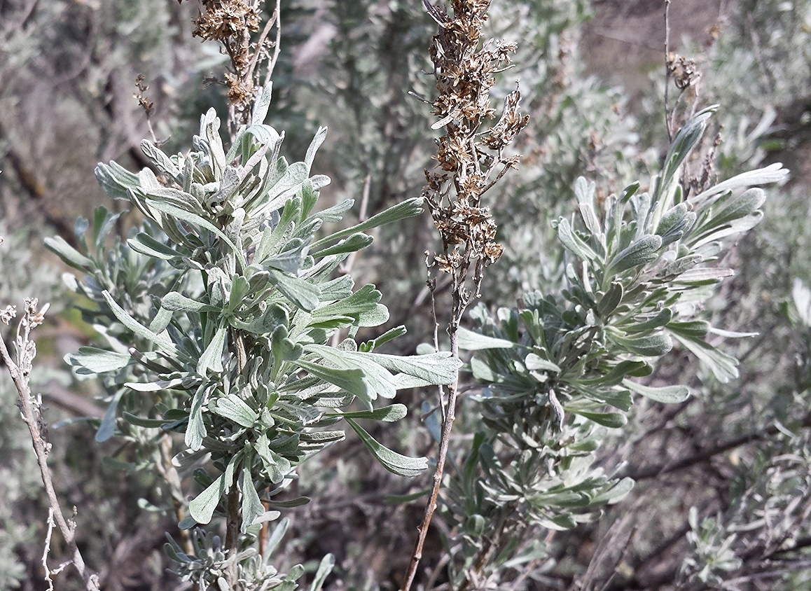 Basin big sagebrush (Artemisia tridentata ssp. tridentata) (4).jpg