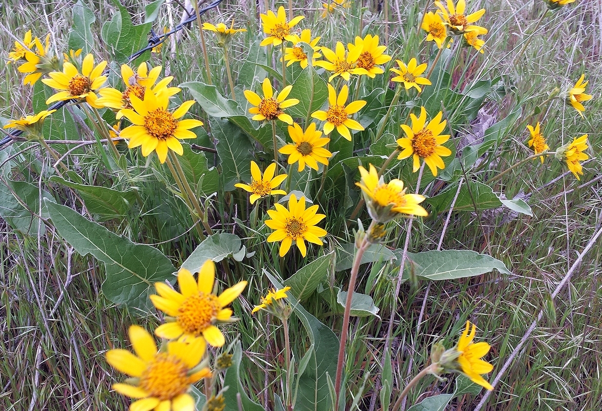 Balsamorhiza careyana (Carey's balsamroot) (2).jpg