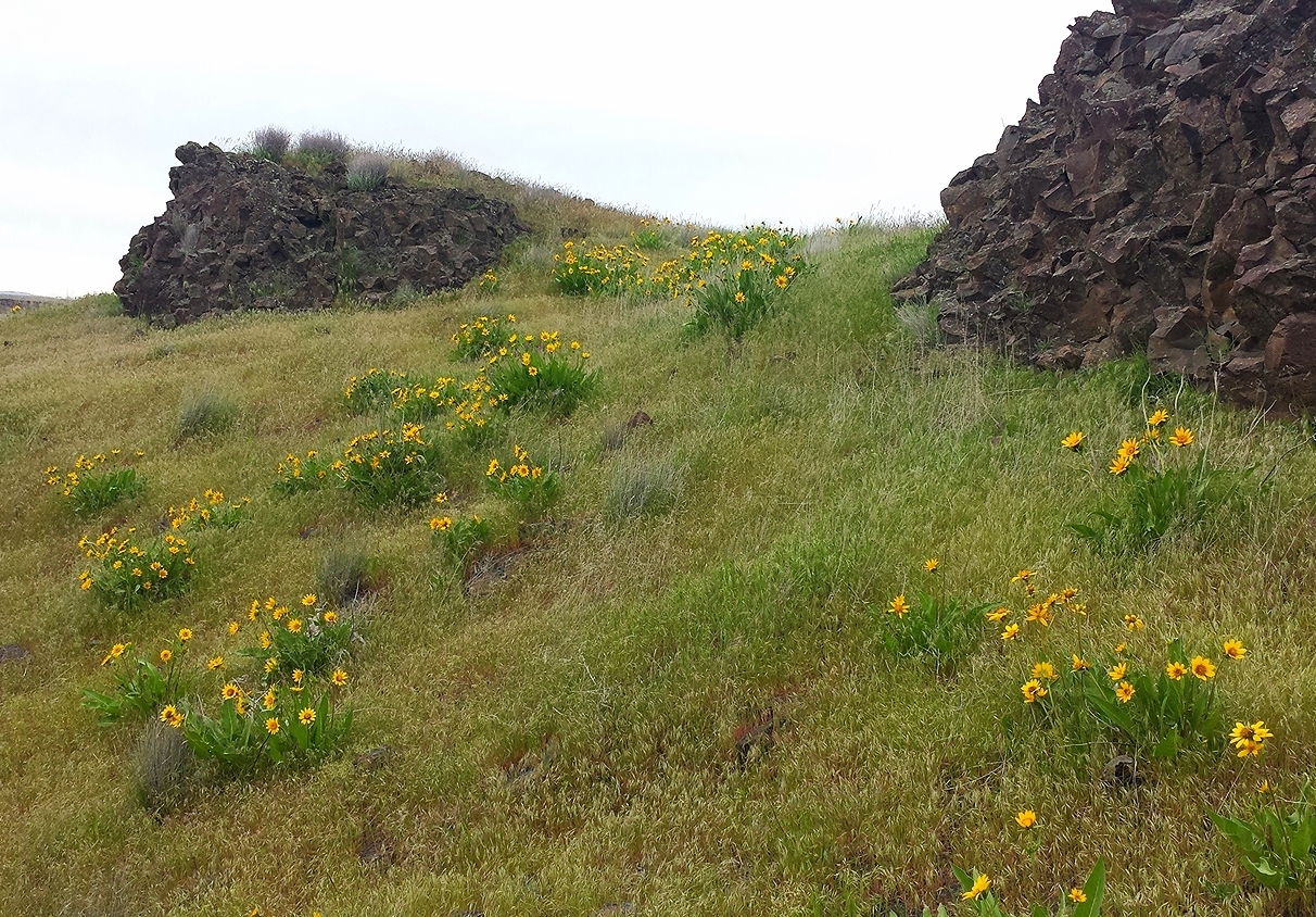 Balsamorhiza careyana (Carey's balsamroot).jpg