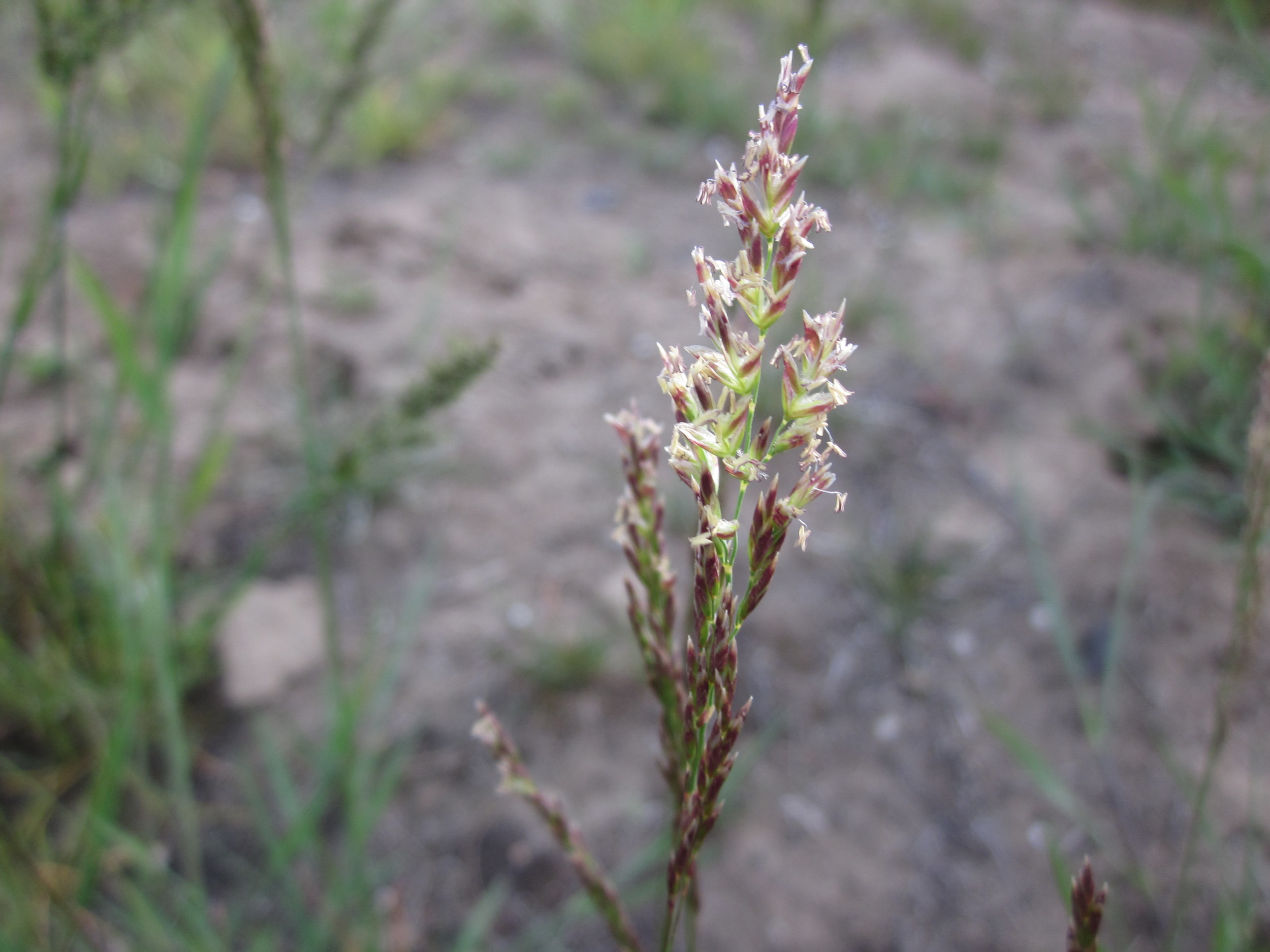 Sandberg bluegrass (Poa secunda ssp. sandbergii) (2).JPG