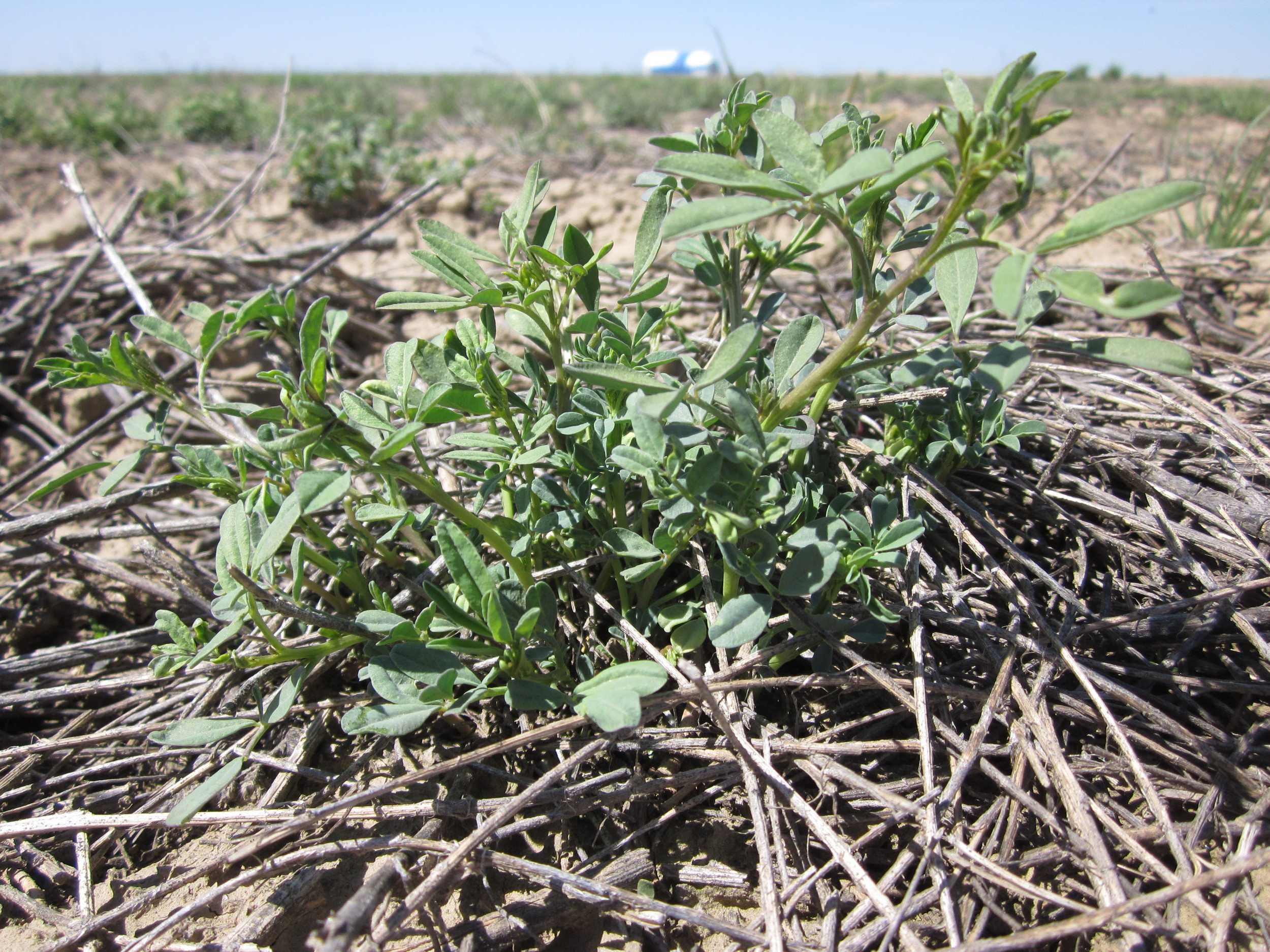 Dalea ornata.JPG