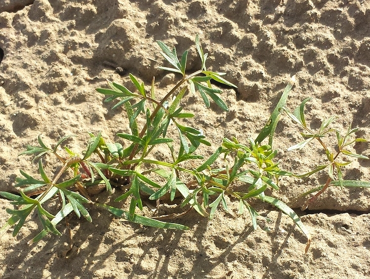 Lomatium dissectum Fernleaf biscuitroot seedlings