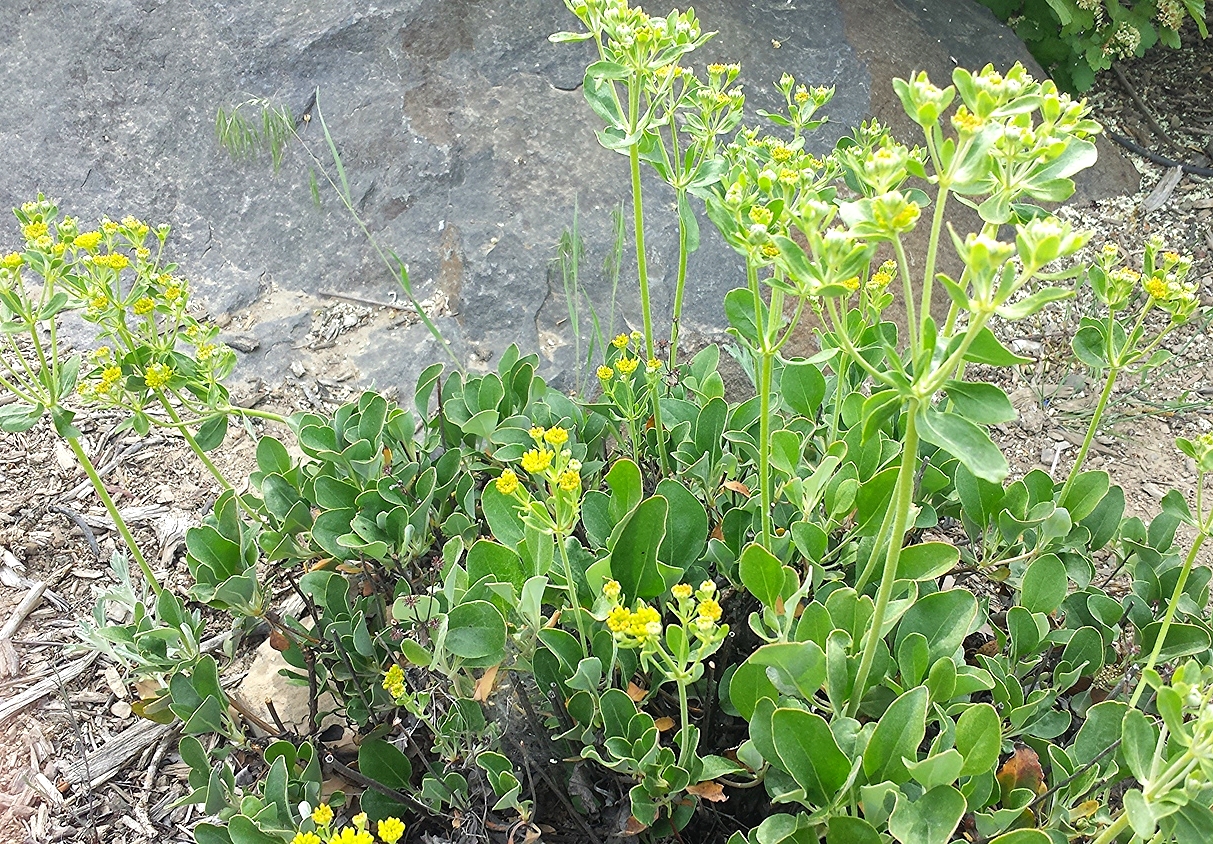 Eriogonum umbellatum (Sulphur flower buckwheat) 3.jpg