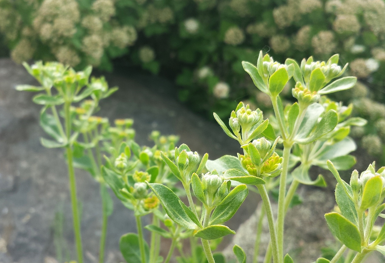 Eriogonum umbellatum (Sulphur flower buckwheat) 2.jpg
