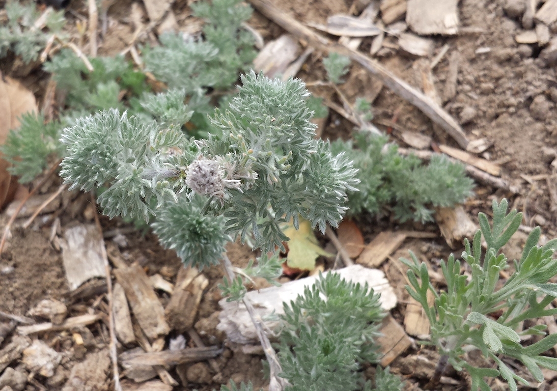 Artemisia frigida (Fringed sage).jpg